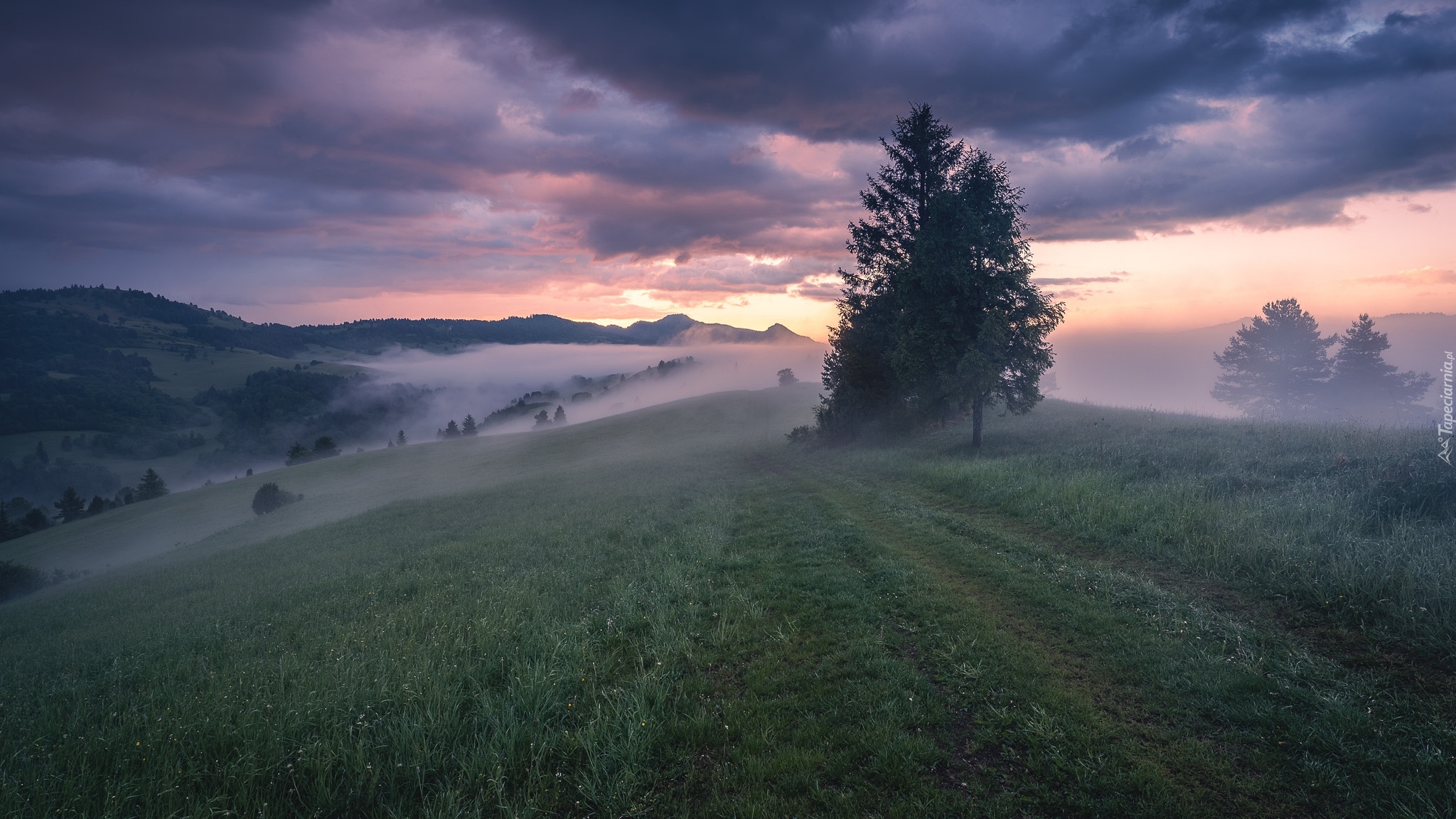 Polska, Góry, Małe Pieniny, Polana, Mgła, Drzewa