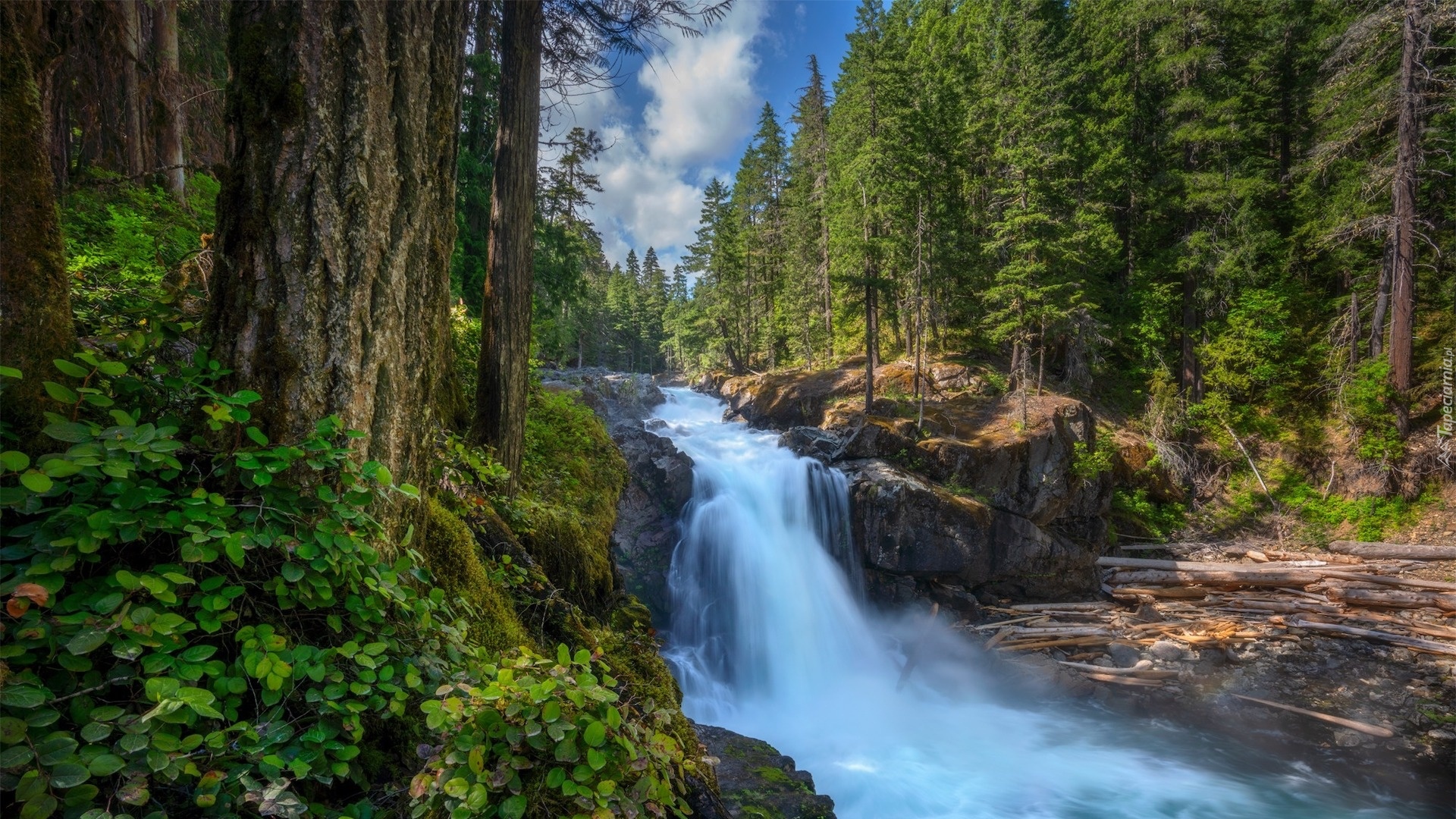 Stany Zjednoczone, Waszyngton, Park Narodowy Mount Rainier, Las, Wodospad, Silver Falls, Drzewa, Roślinność