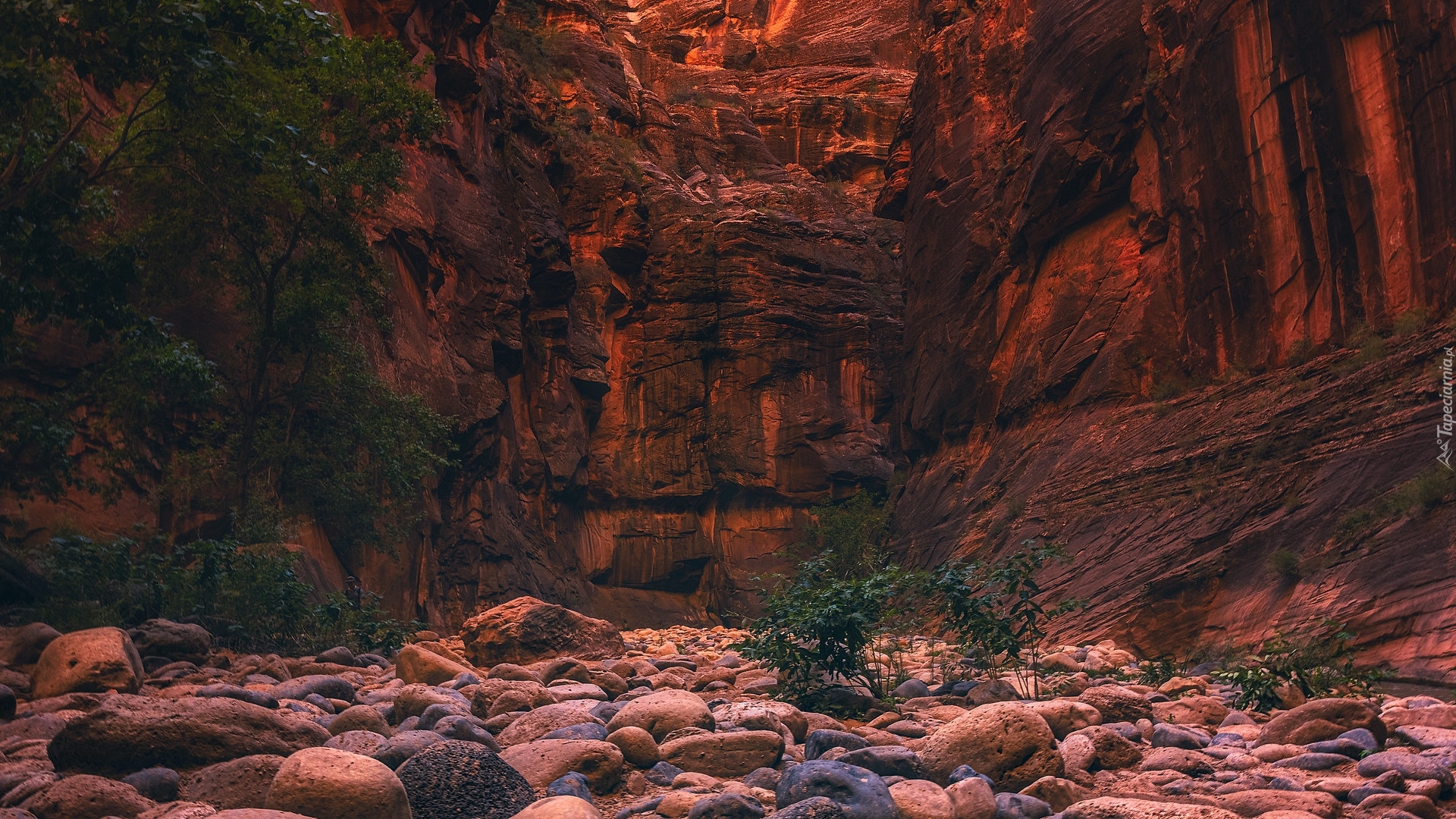 Skały, Kamienie, Drzewa, Park Narodowy Zion, Utah, Stany Zjednoczone