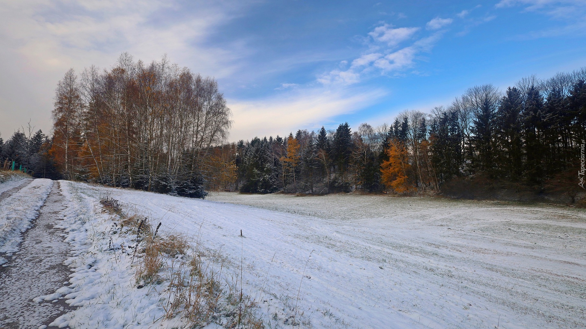 Zima, Łąka, Drzewa