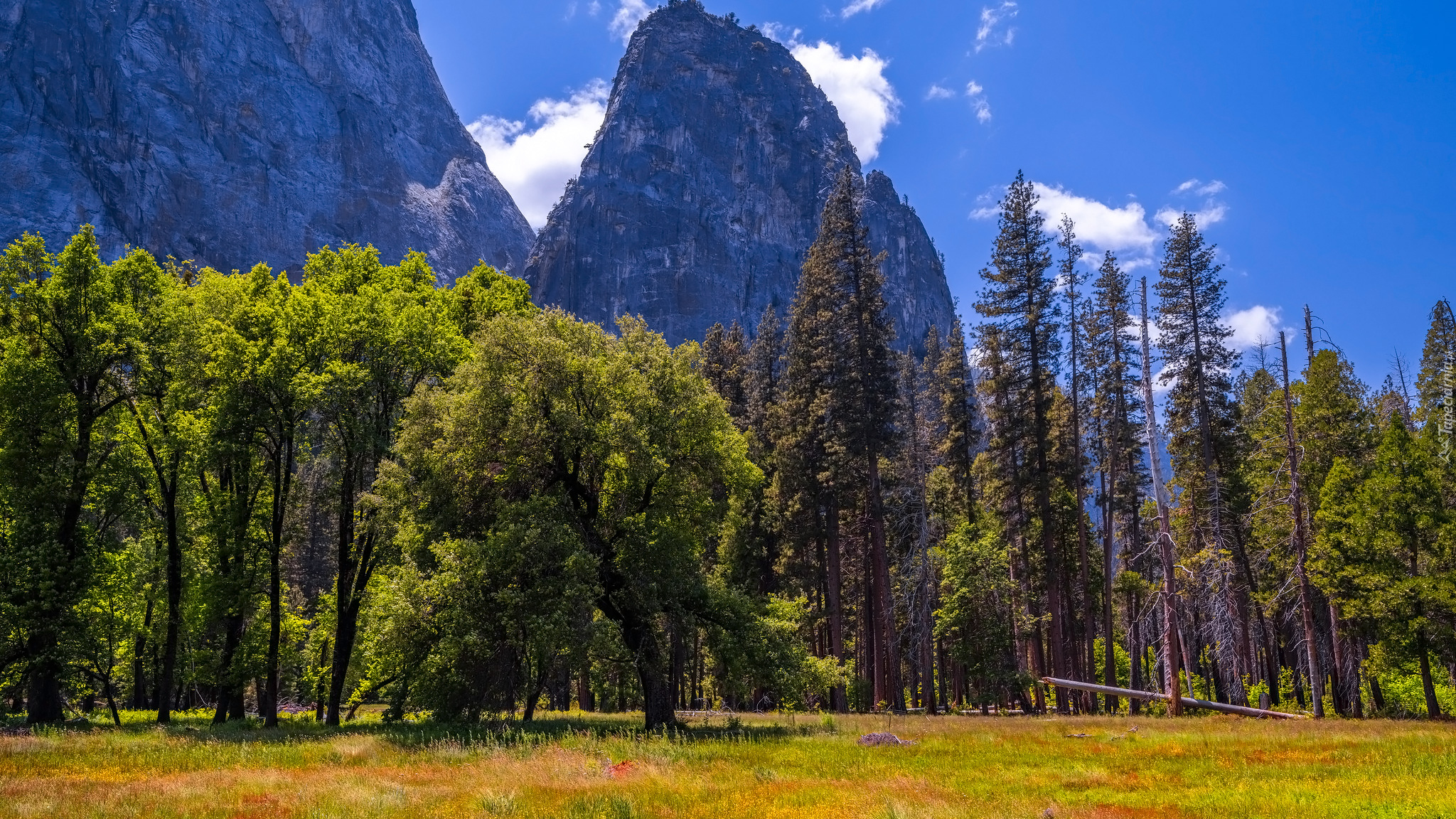 Dolina Yosemite, Kwiaty, Trawa, Drzewa, Góry, Park Narodowy Yosemite, Kalifornia, Stany Zjednoczone