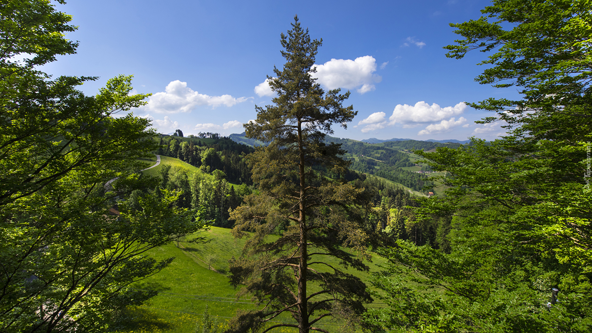 Wzgórza, Drzewa, Roślinność