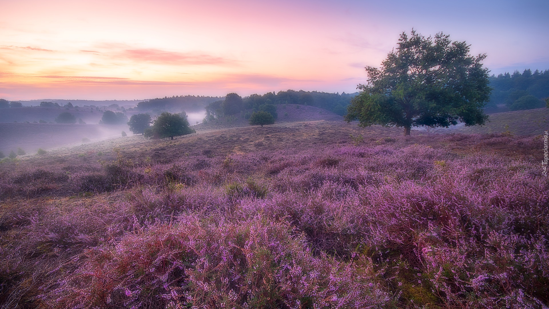 Wrzosowisko, Wschód słońca, Poranek, Drzewo, Mgła, Park Narodowy Veluwezoom, Prowincja Geldria, Holandia