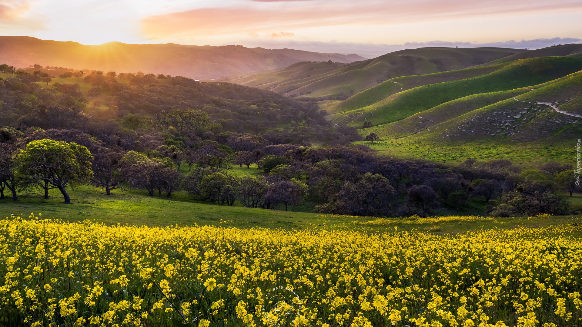 Łąka, Kwiaty, Drzewa, Góry, Wzgórza, Region, East Bay Regional Park District, Kalifornia, Stany Zjednoczone