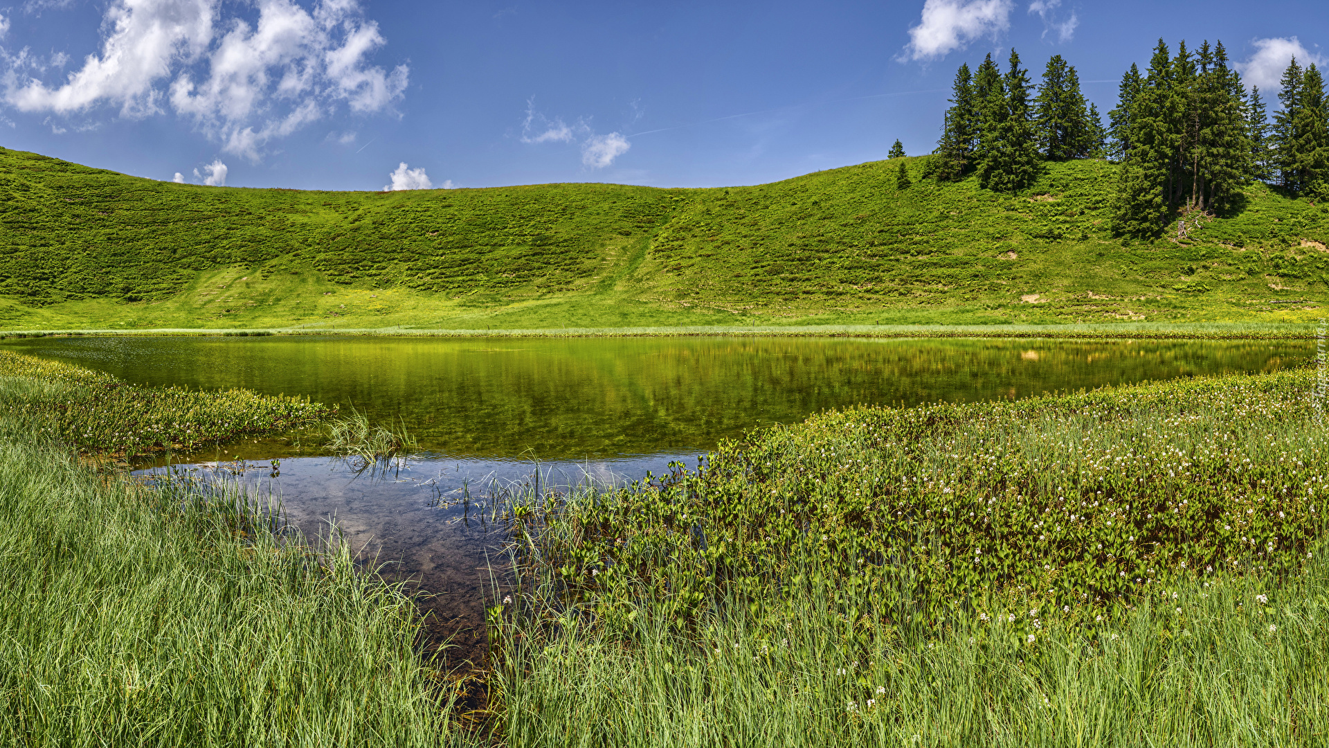 Jezioro, Trawa, Drzewa, Wzgórze