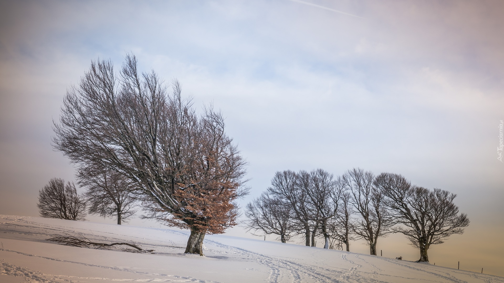 Drzewa, Śnieg, Ślady, Zima