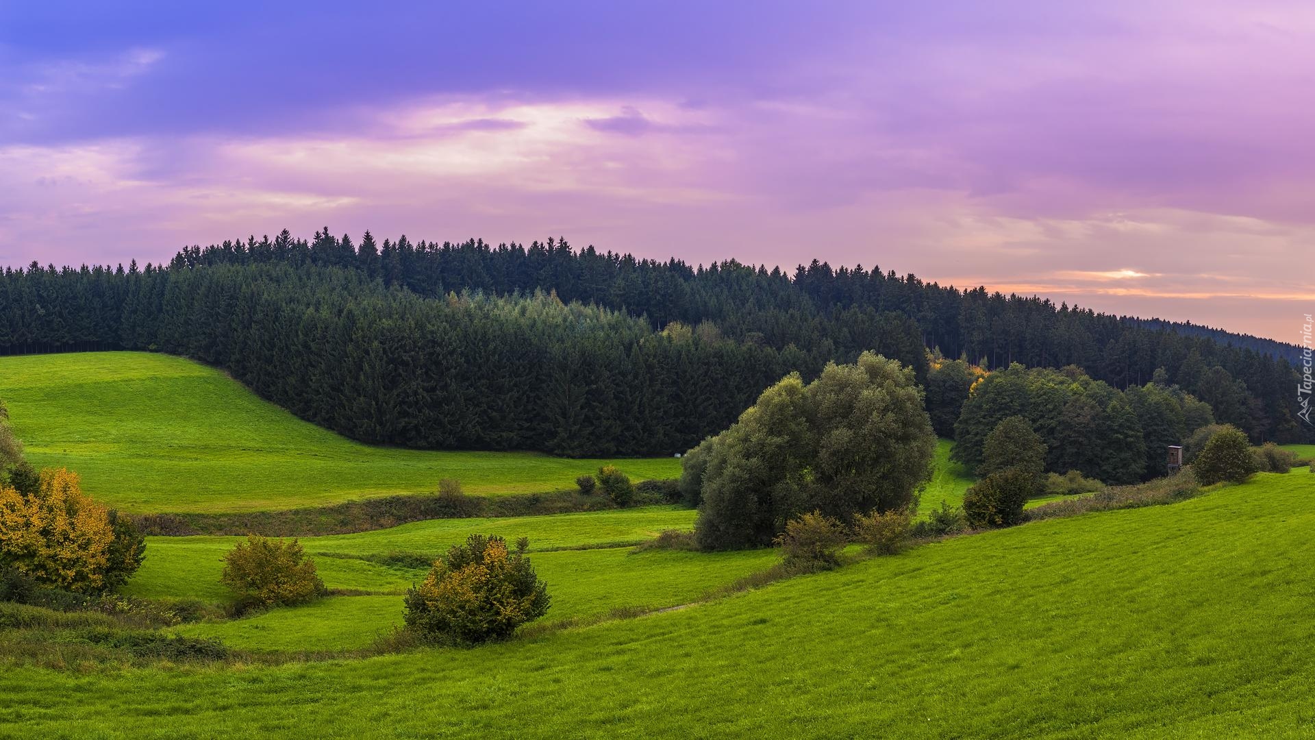 Łąki, Trawa, Wzgórze, Drzewa, Lasy