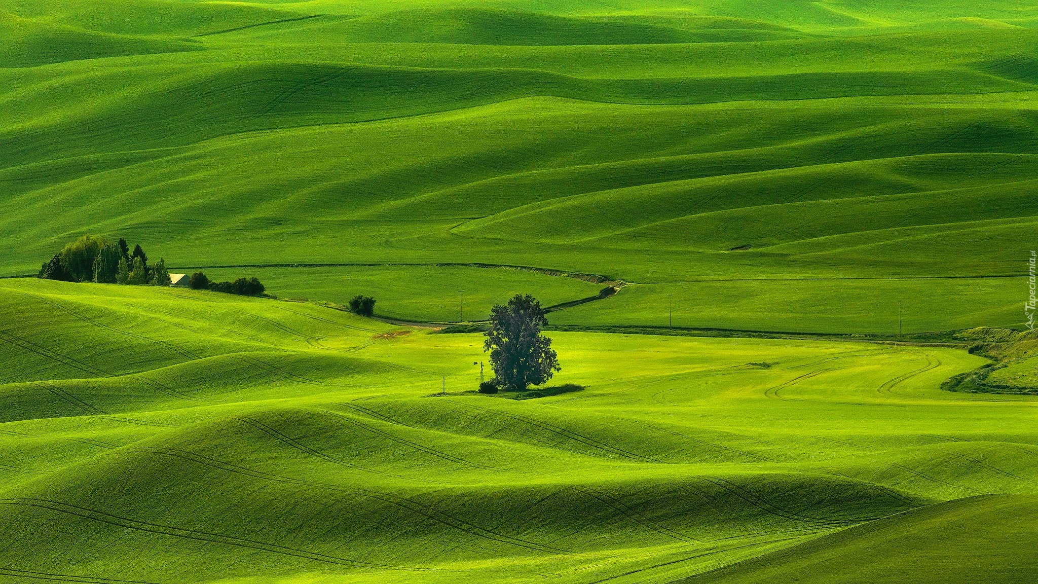 Wzgórza, Drzewa, Łąki, Pola, Region Palouse, Whitman County, Stan Waszyngton, Stany Zjednoczone