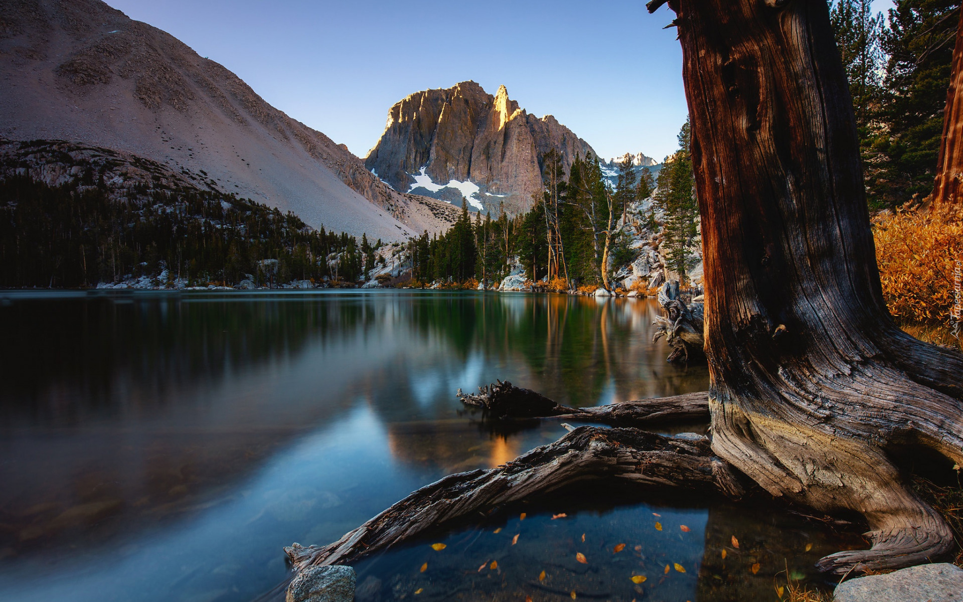 Stany Zjednoczone, Kalifornia, Góry, Sierra Nevada, Jezioro Big Pine Lakes, Drzewo, Lasy