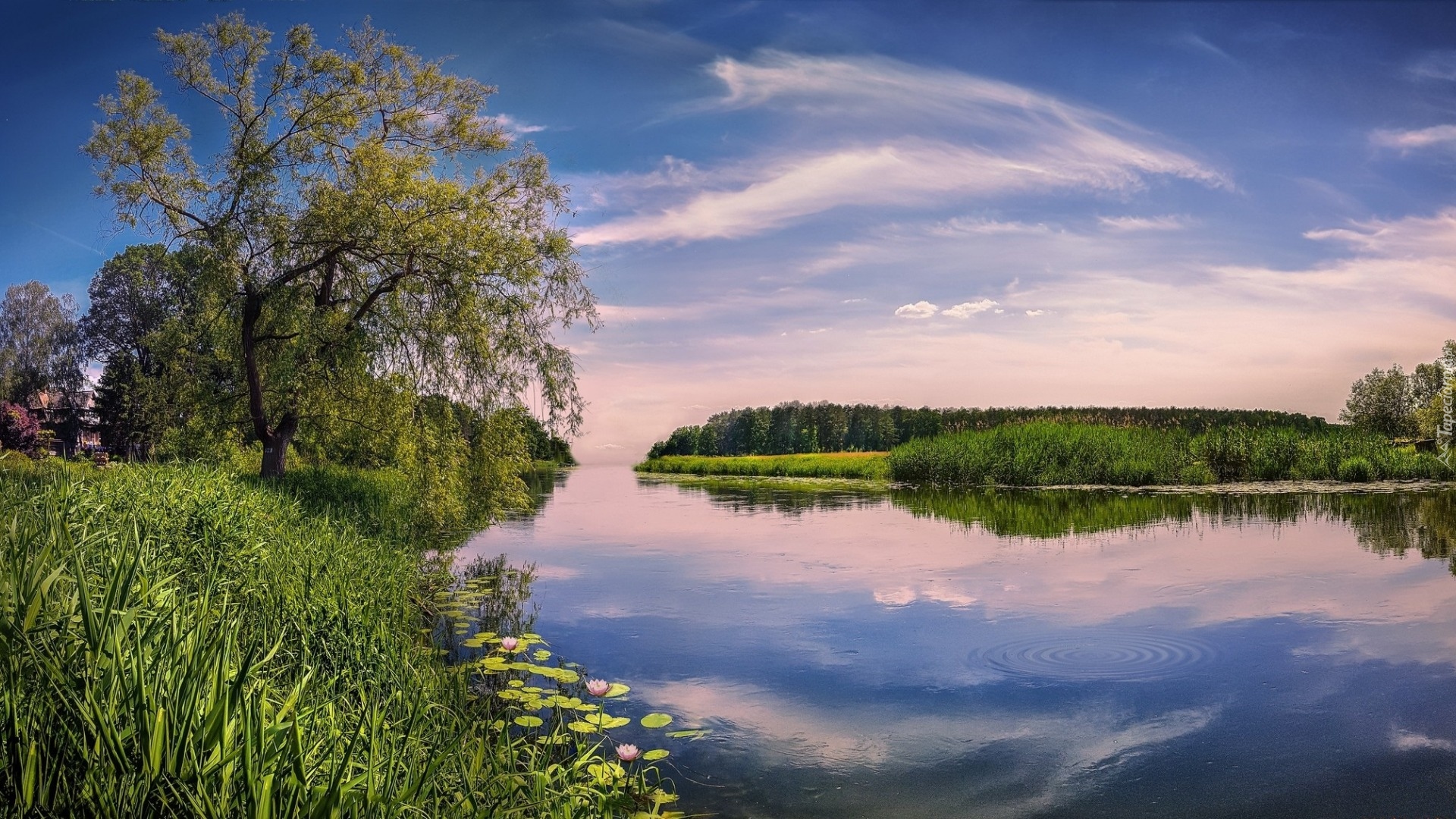 Jezioro, Zarośla, Drzewa