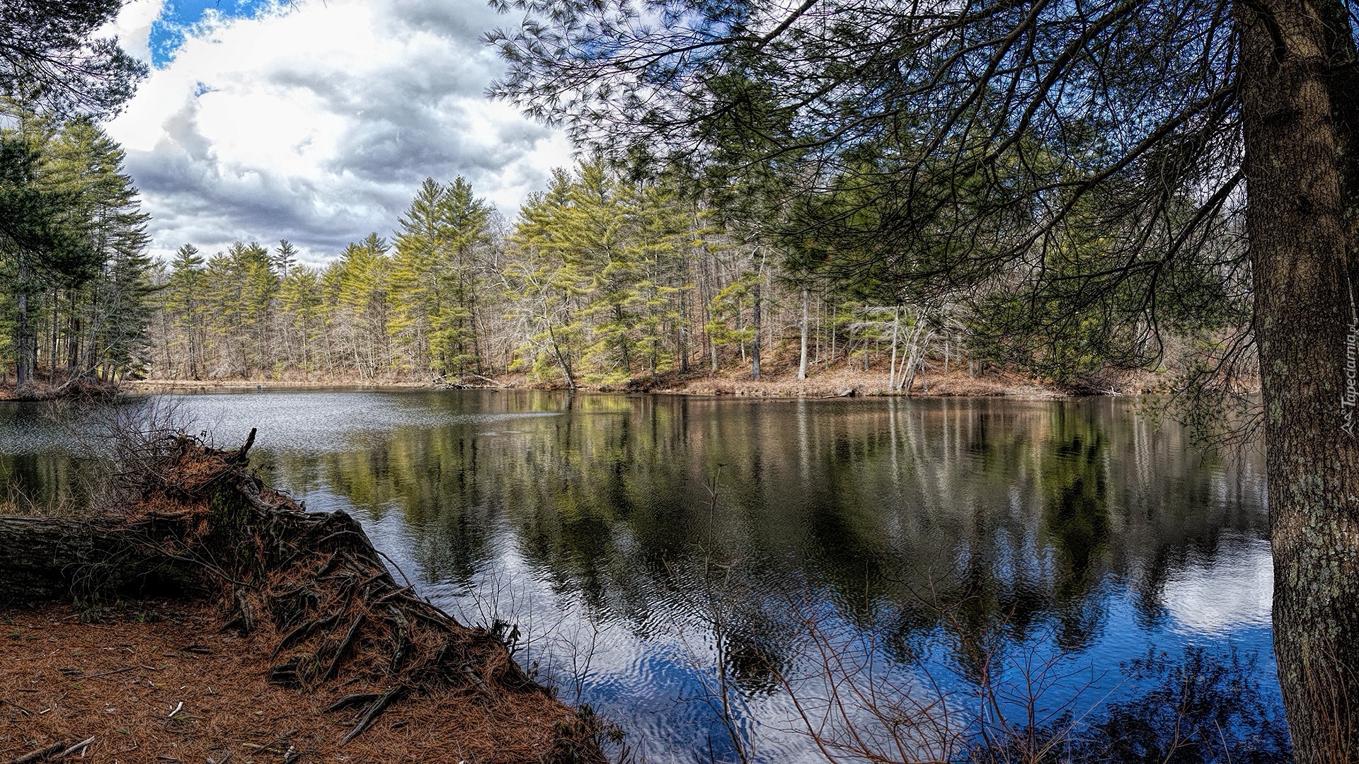 Jezioro, Peppers Mill Pond, Drzewa, Korzenie, Ware, Massachusetts, Stany Zjednoczone