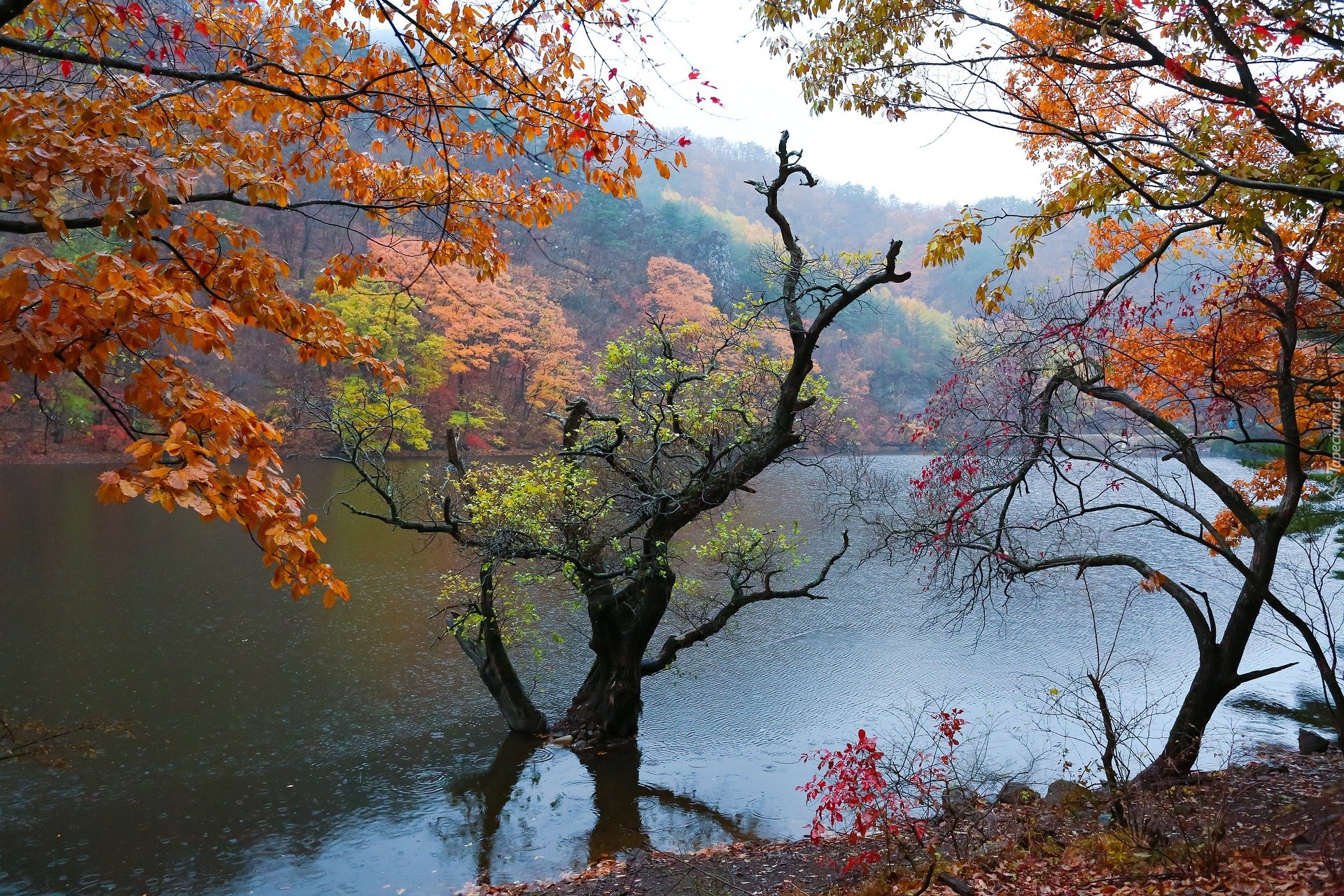 Jesień, Kolorowe, Drzewa, Jezioro, Deszcz