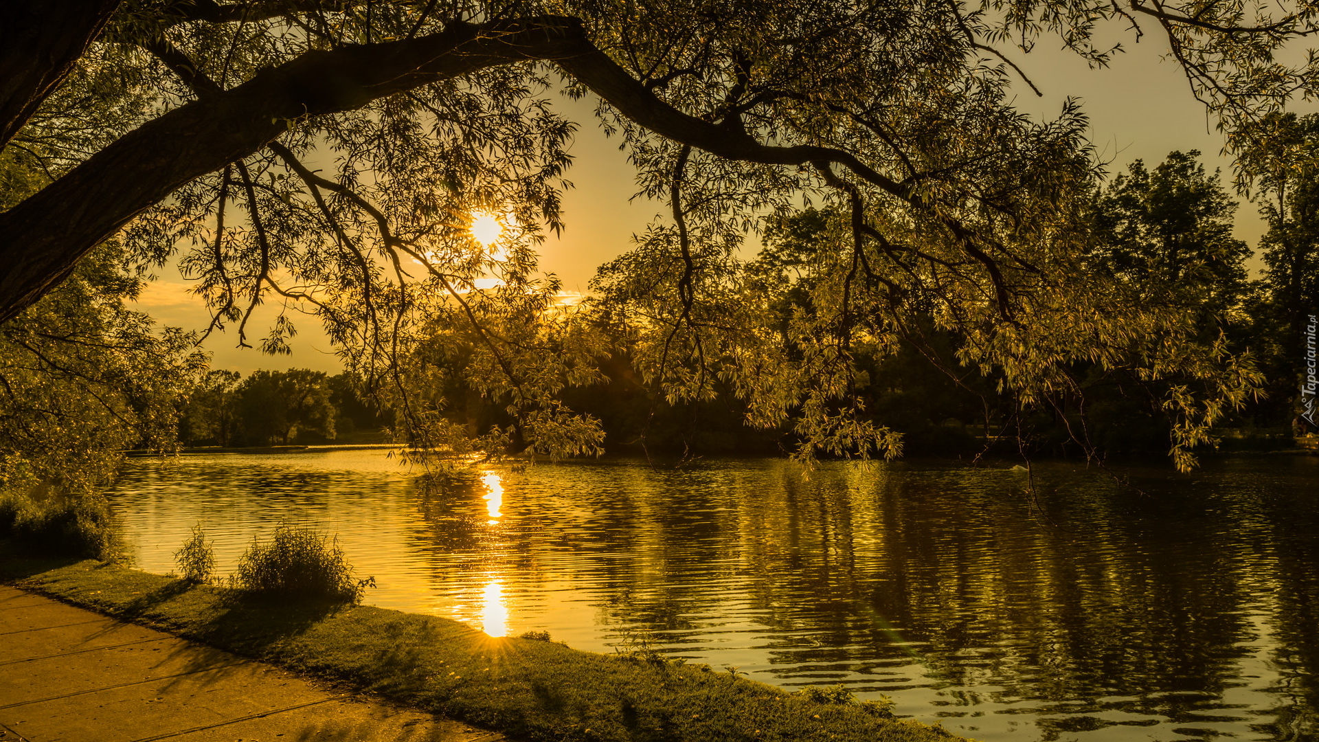 Park, Jezioro, Drzewa, Wschód słońca