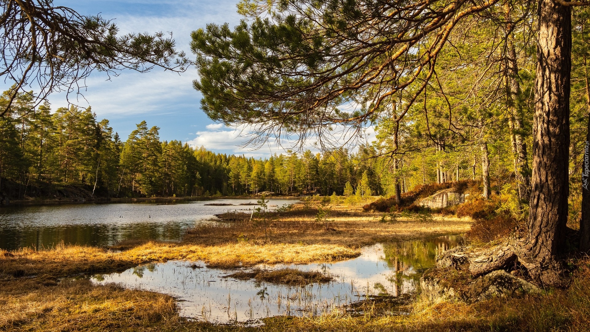 Jezioro, Drzewa, Sosny, Trawa, Romeriksasen, Norwegia