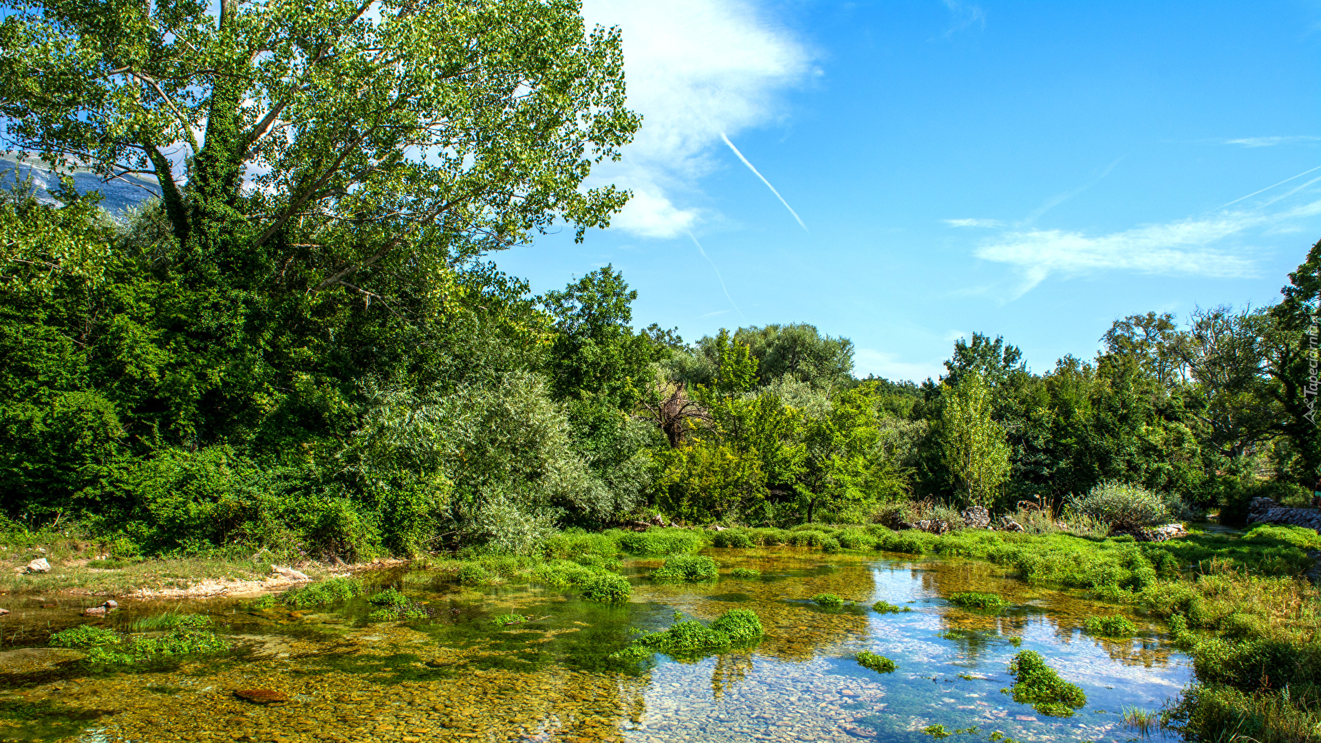 Chorwacja, Rzeka Cetina, Lato, Drzewa