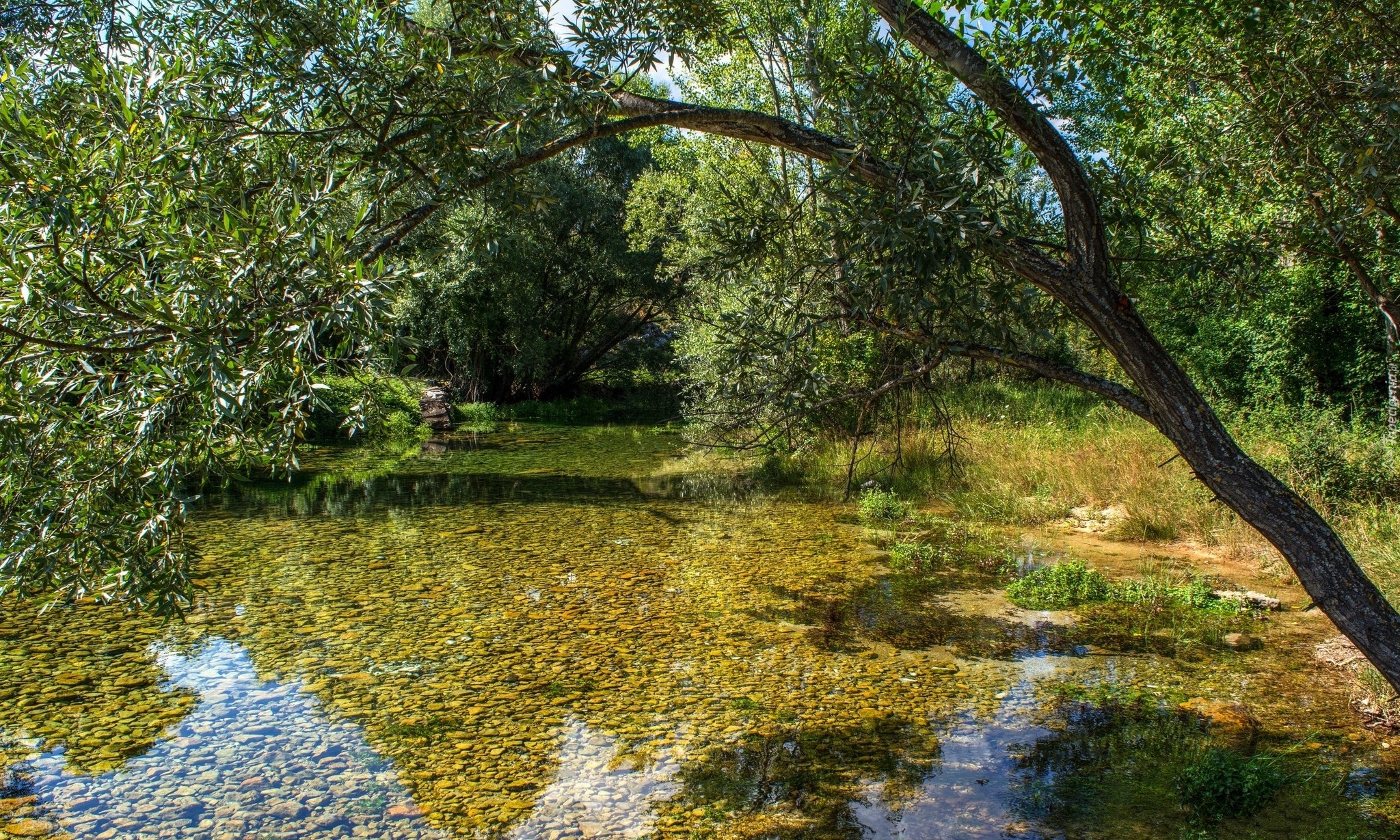 Chorwacja, Rzeka Cetina, Drzewa, Pochylone, Drzewo,  Kamienie