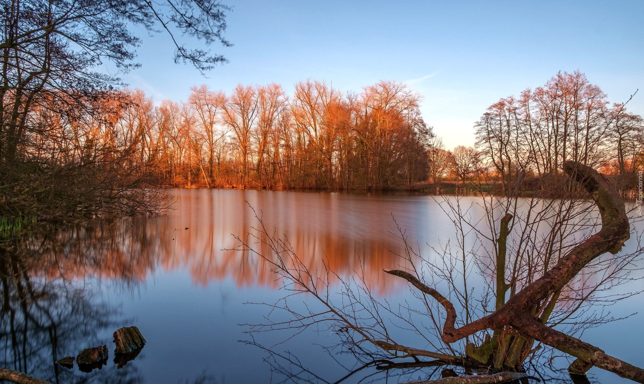 Rzeka, Brązowe, Drzewa