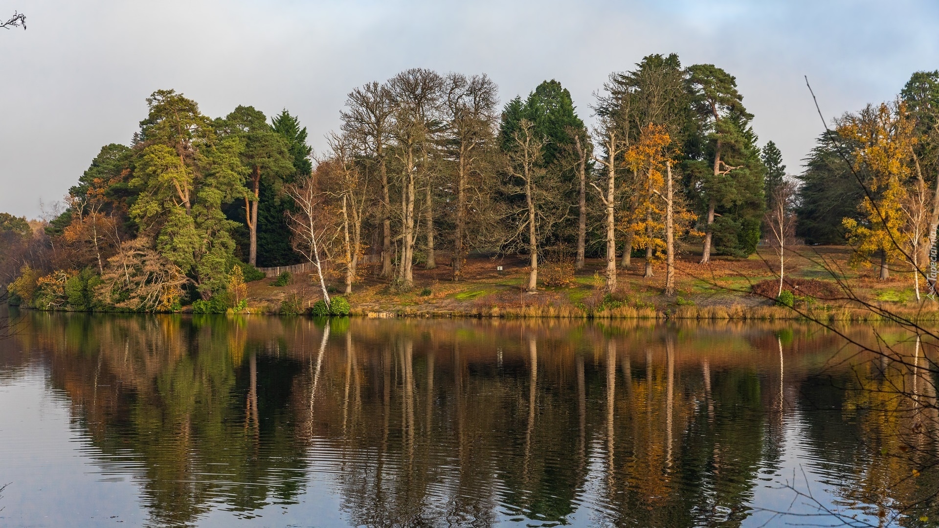 Jesień, Drzewa, Rzeka, Windsor Park, Anglia