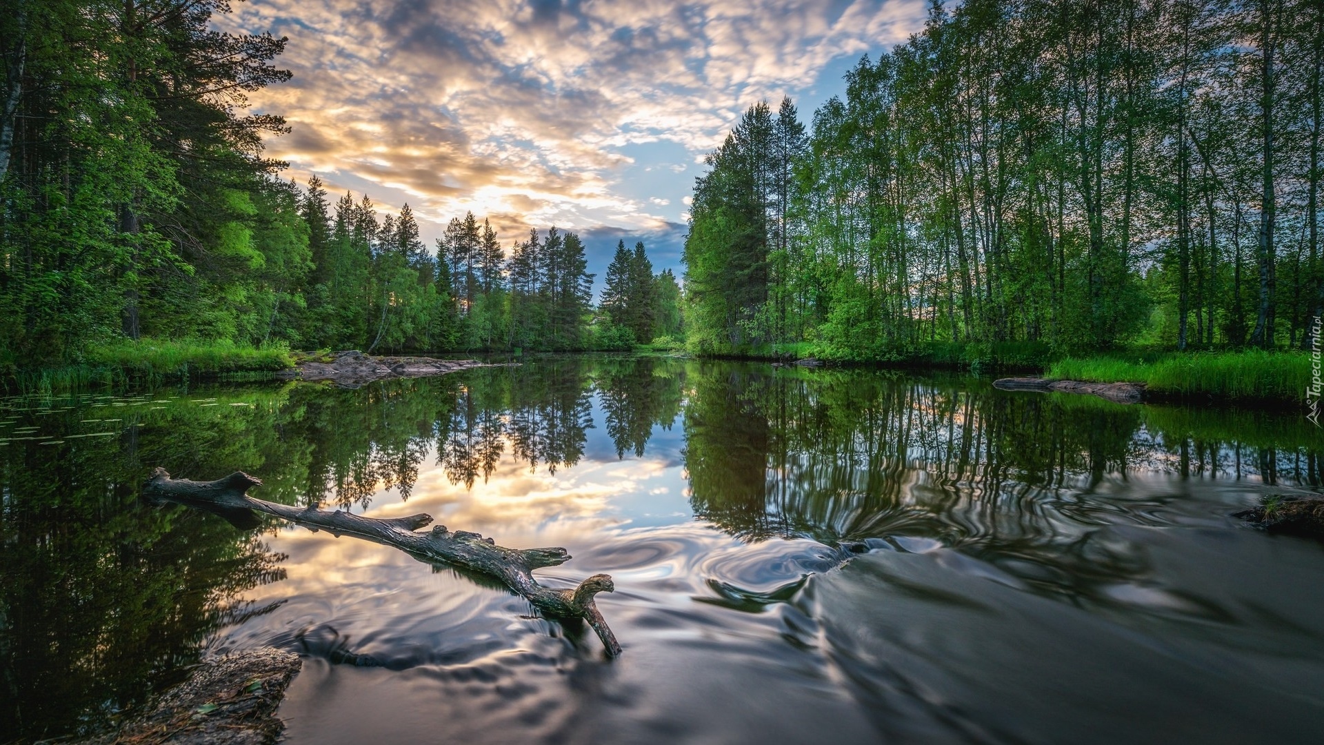 Rosja, Rzeka Wołchow, Drzewa, Konar