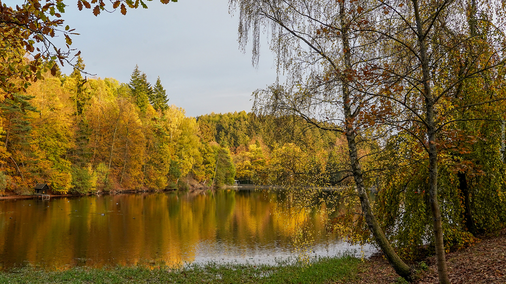 Staw, Drzewa, Kaczki, Jesień