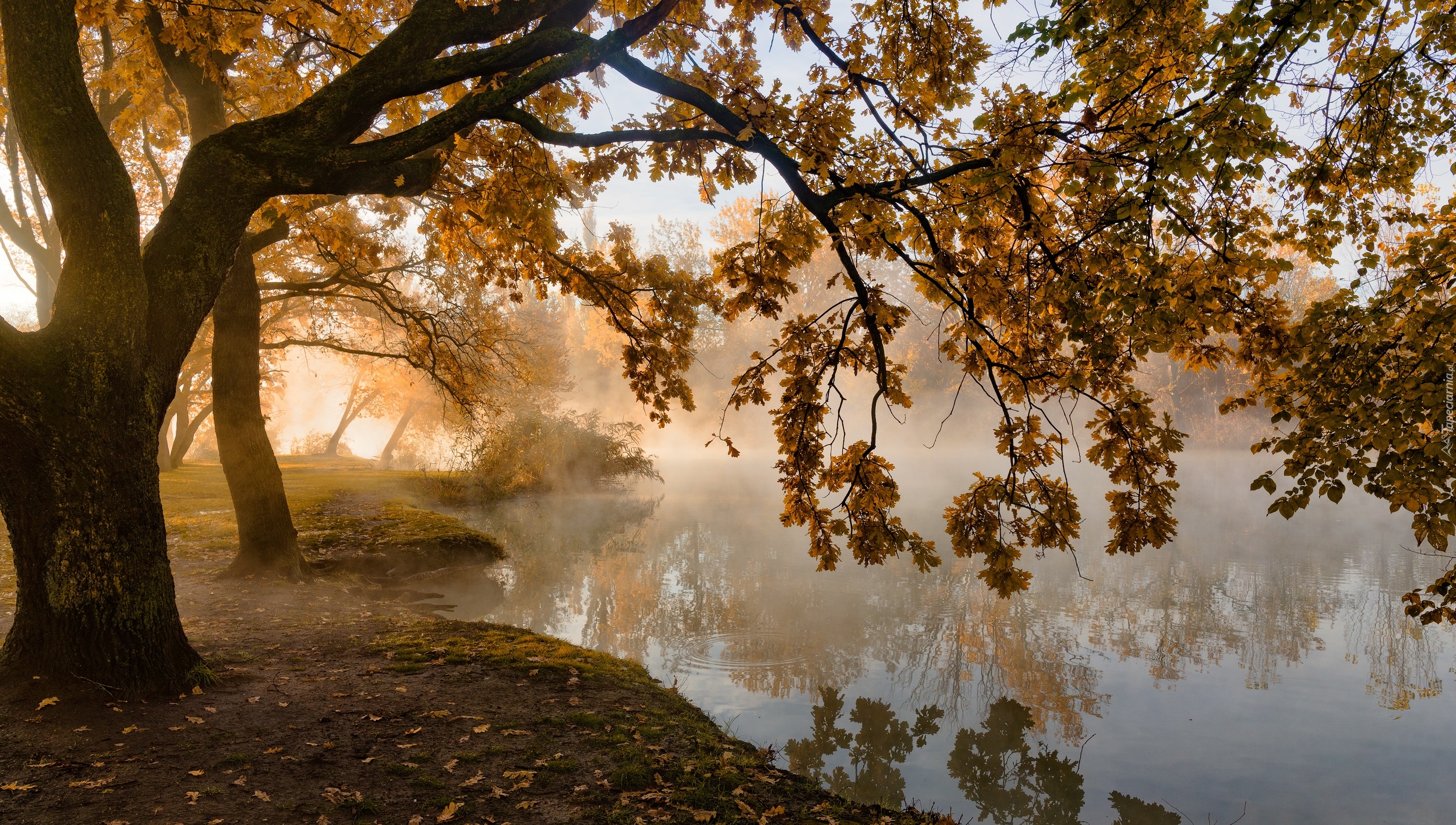 Jesień, Drzewa, Staw