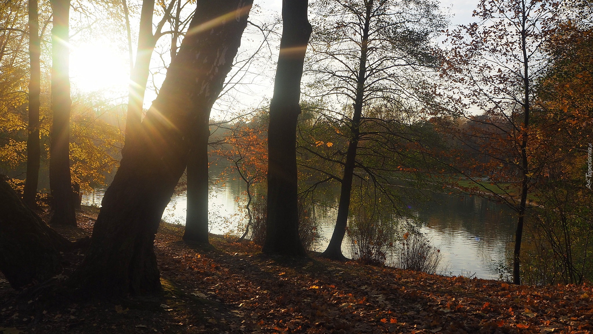 Park, Staw, Drzewa, Promienie słońca