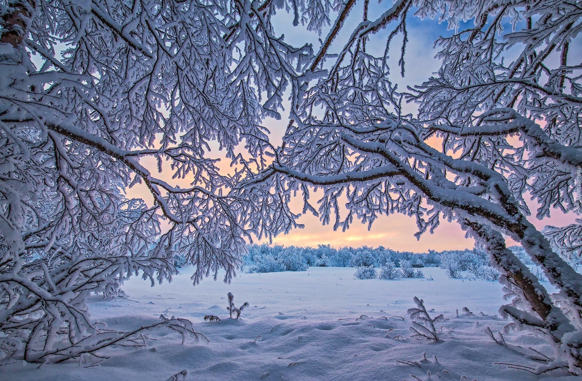 Finlandia, Laponia, Jezioro Inari, Zima, Ośnieżone, Drzewa