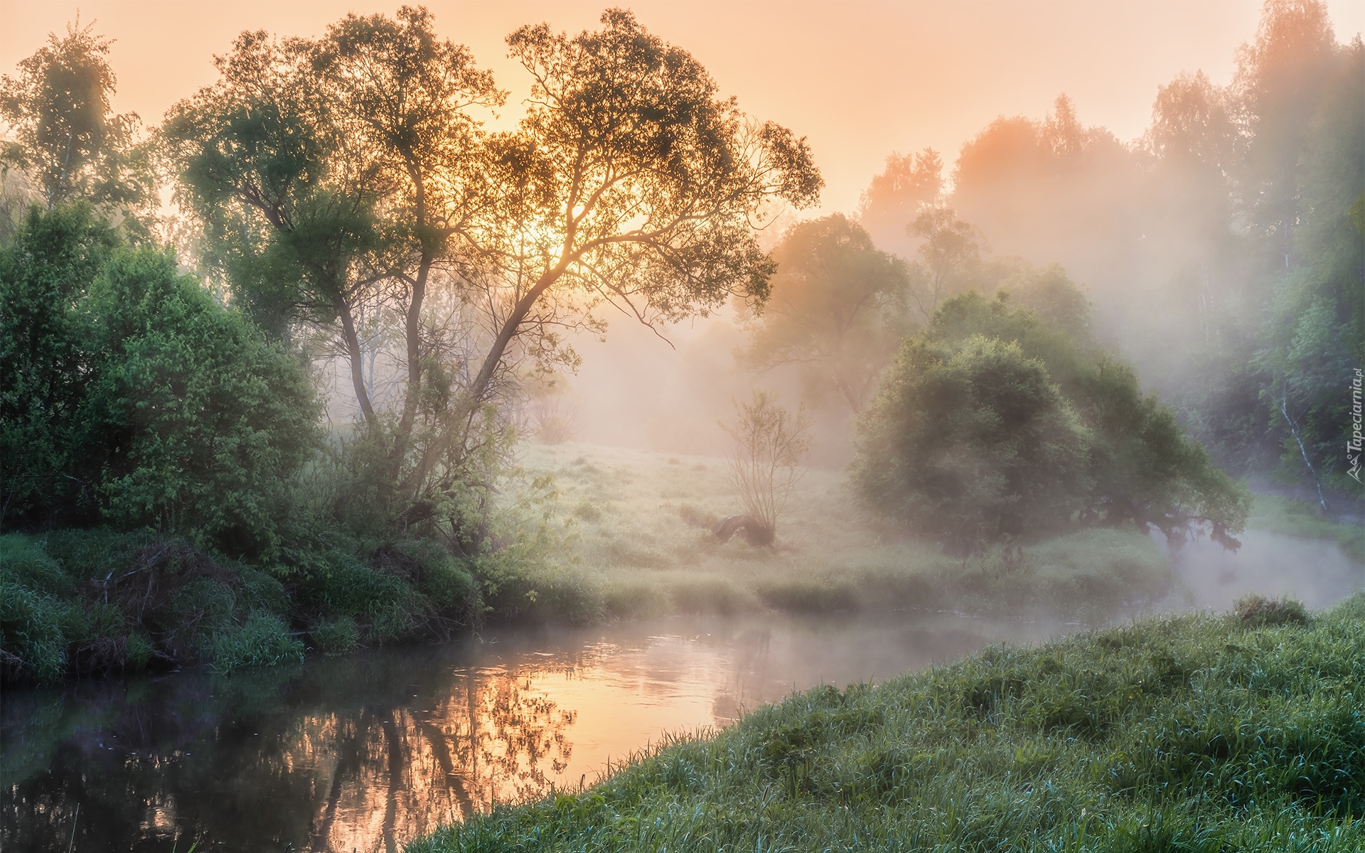 Rzeka, Mgła, Wschód słońca, Drzewa