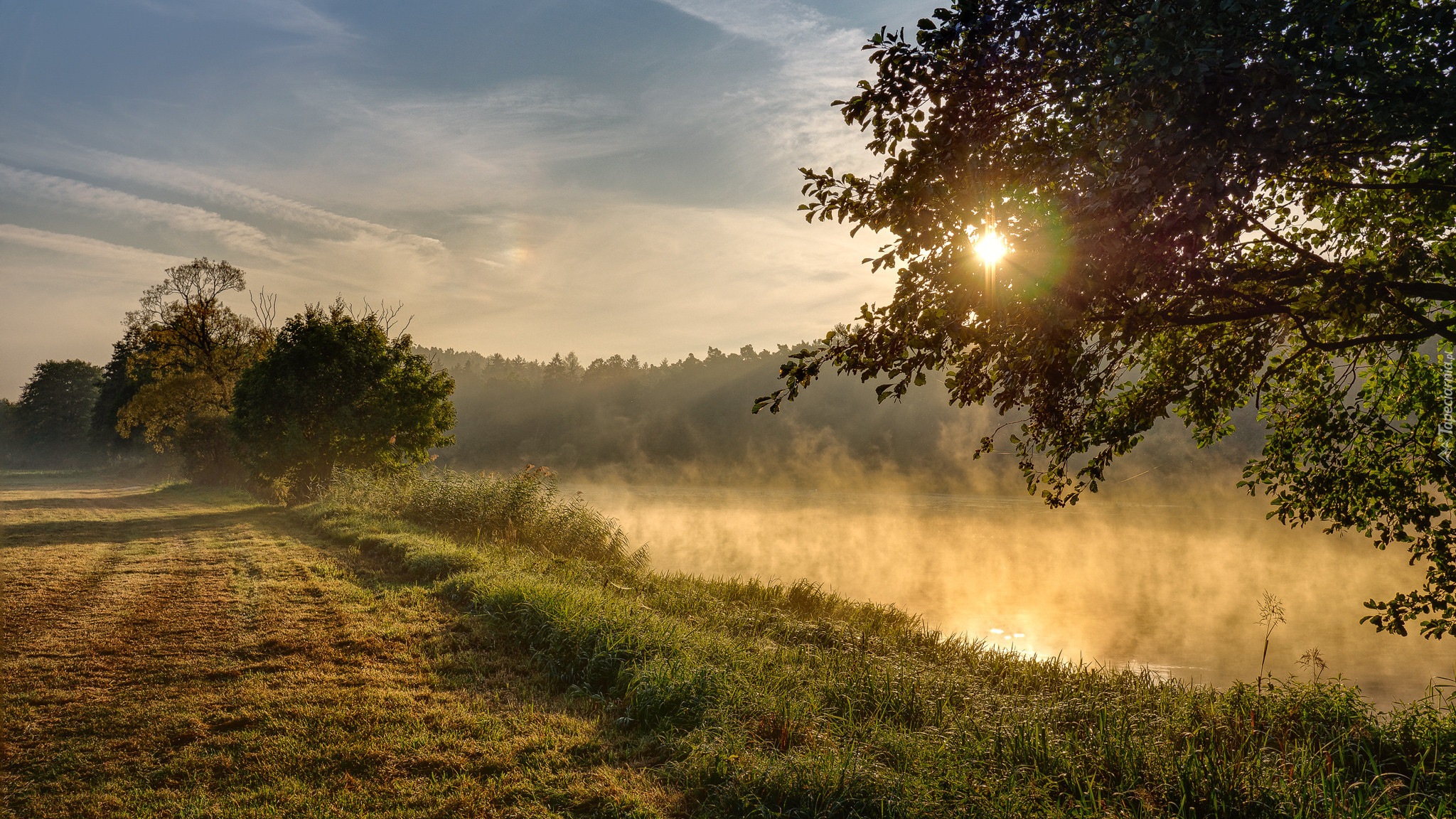 Rzeka, Drzewa, Trawa, Słońce, Mgła, Poranek