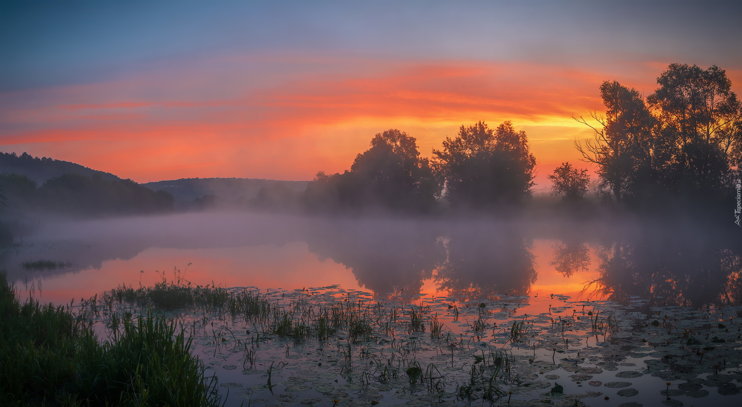 Staw, Mgła, Drzewa, Trawa, Liście, Lilii wodnych, Wschód słońca