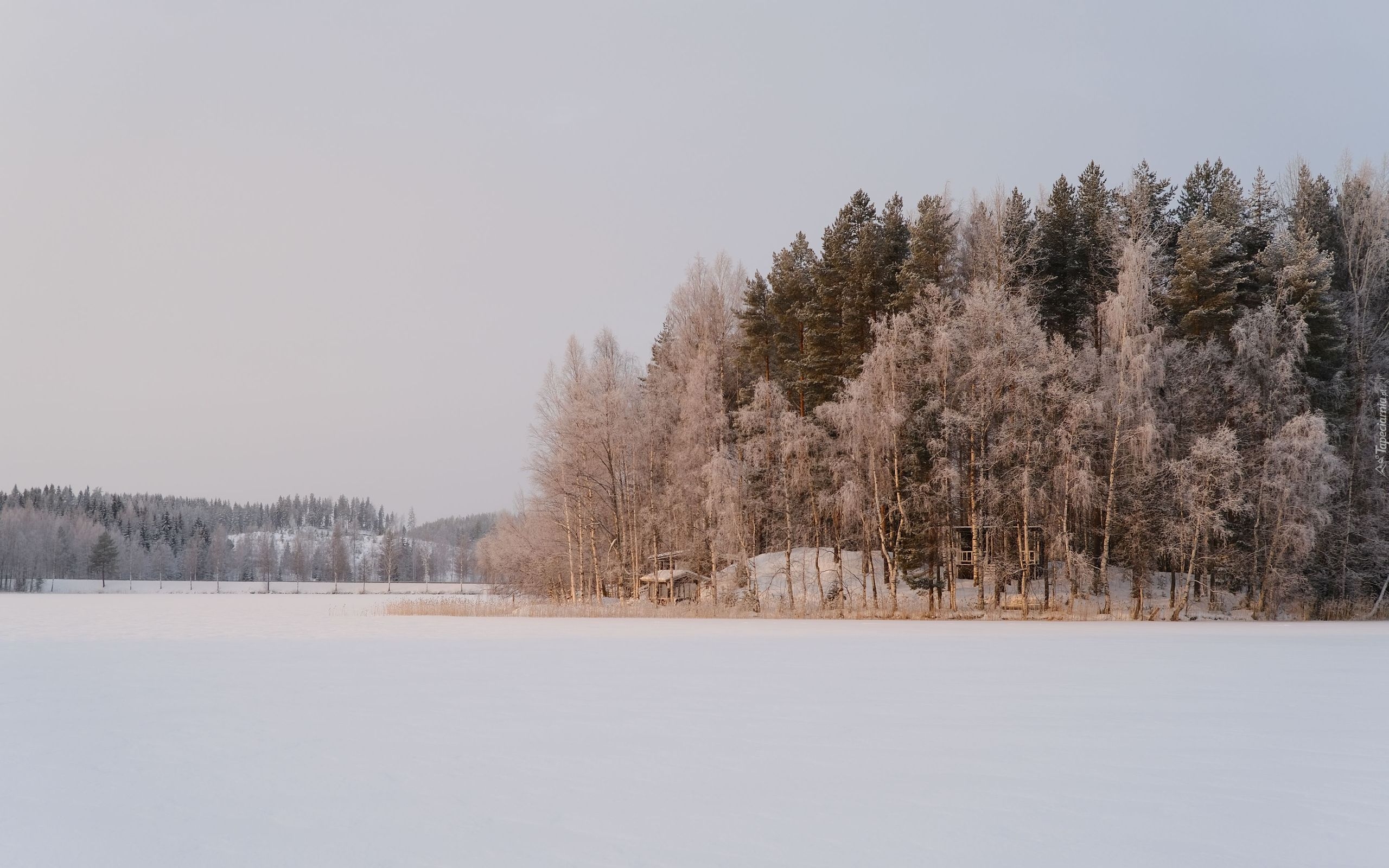 Drzewa, Las, Domy, Śnieg, Zima, Zaśnieżone, Jezioro, Sylkky Lake, Herttuala, Gmina Savonlinna, Finlandia