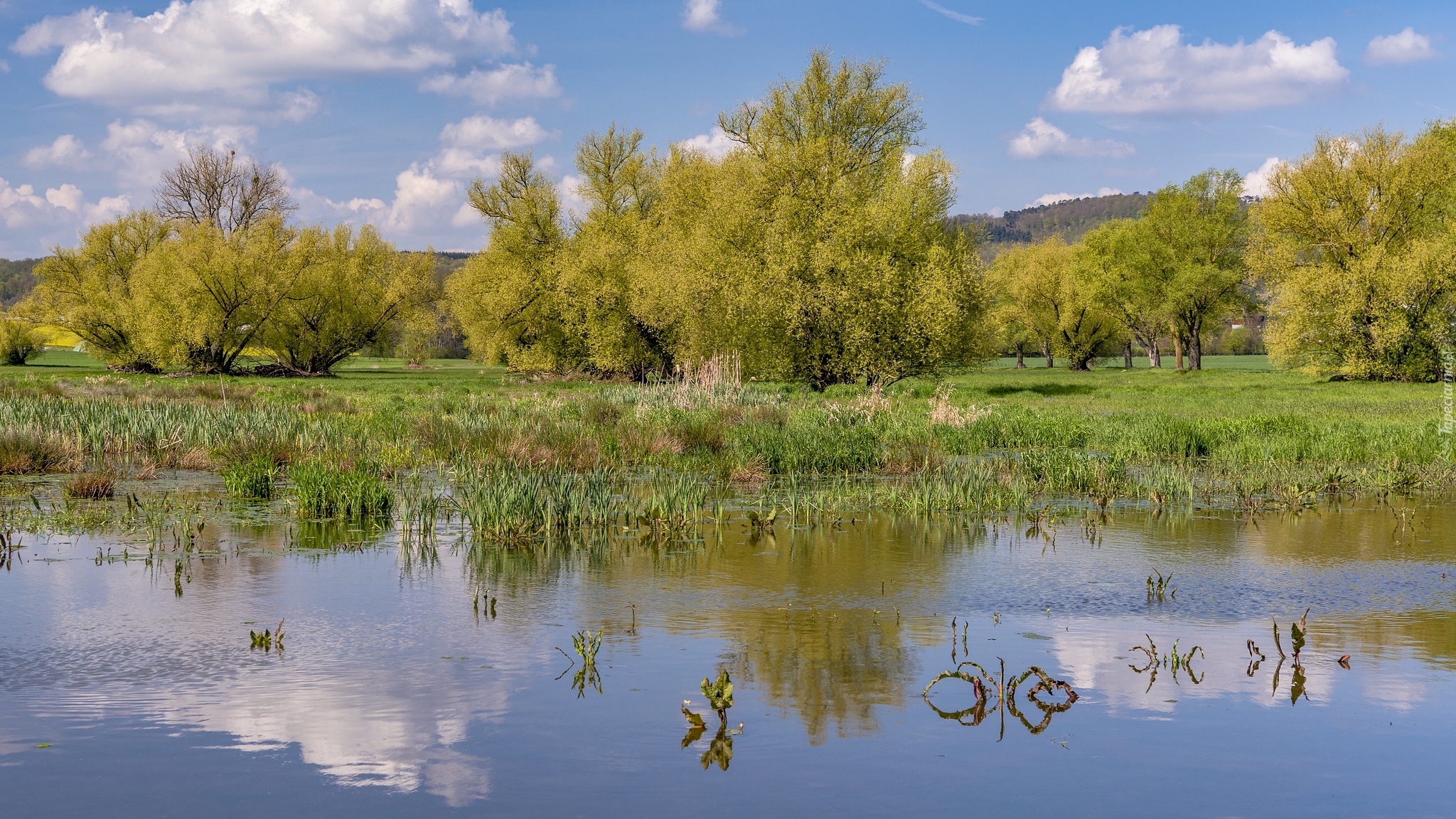 Wiosna, Zielone, Drzewa, Jezioro