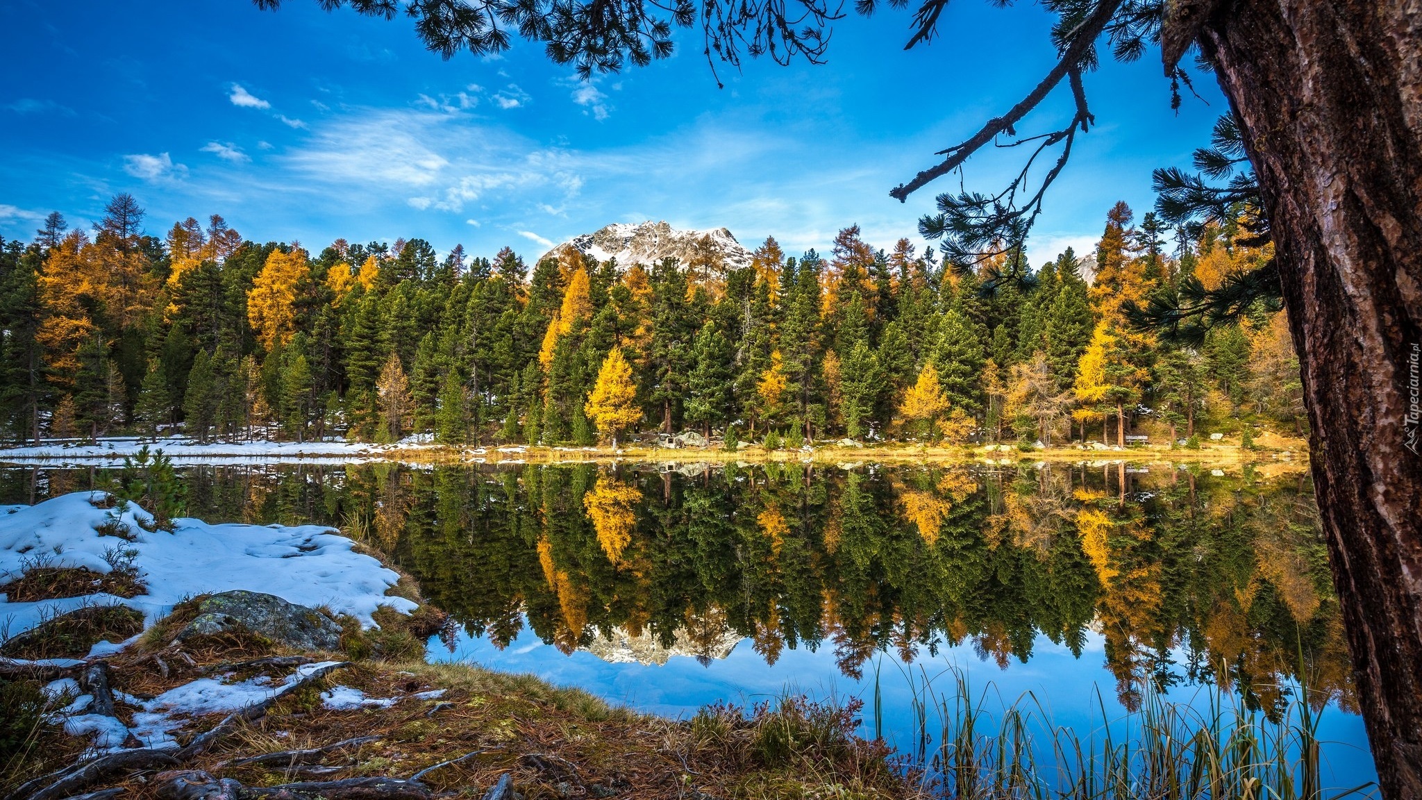 Drzewa, Rzeka, Śnieg, Odbicie