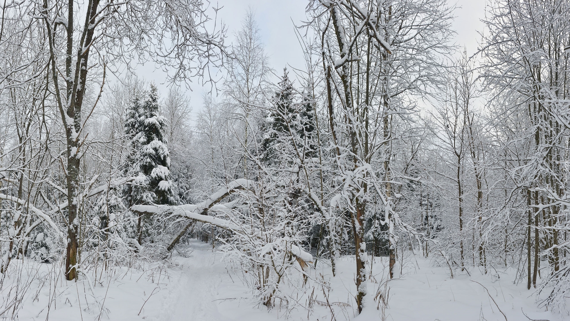 Zima, Las, Drzewa, Krzewy, Śnieg