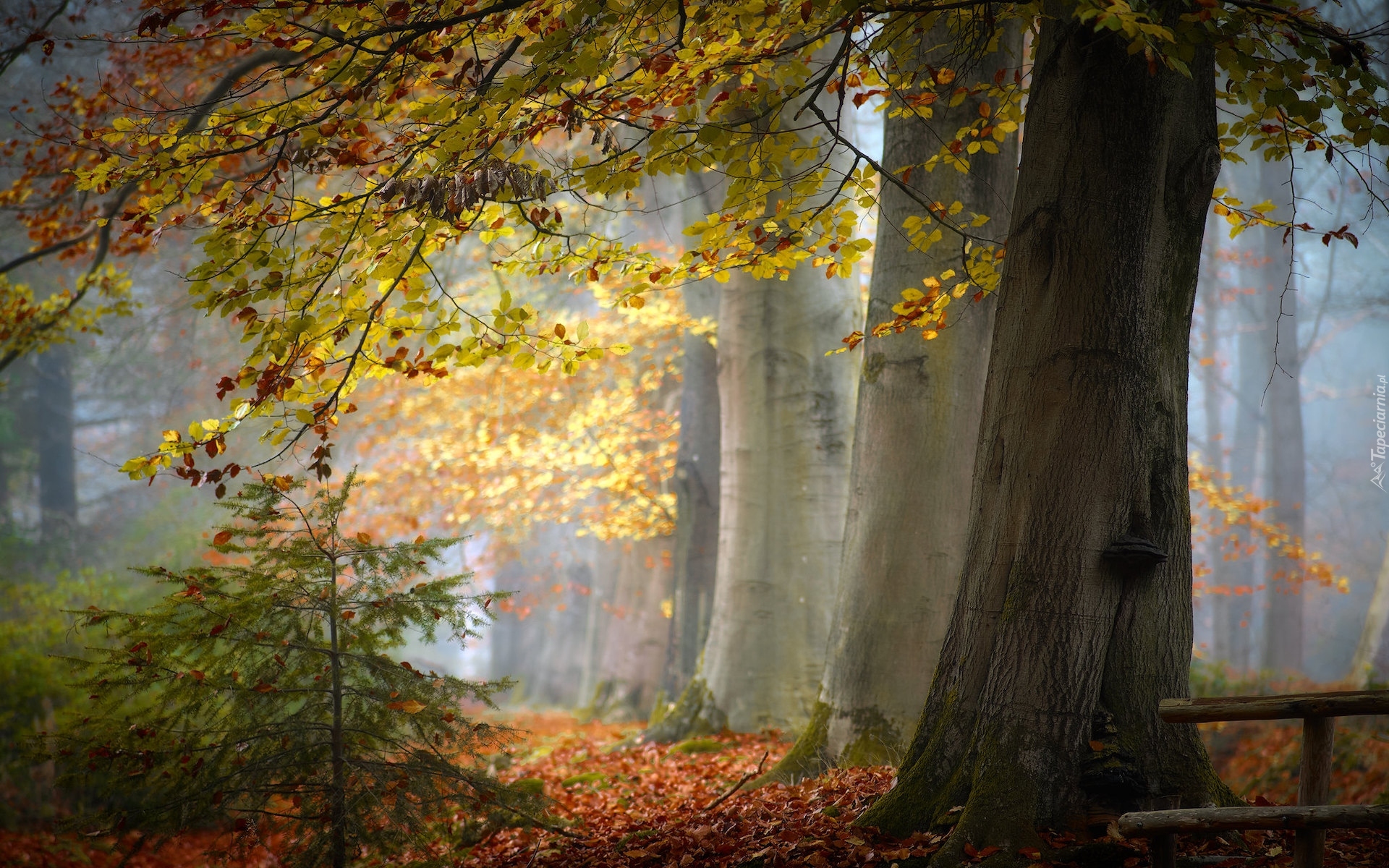 Jesień, Las, Drzewa, Pożółkłe, Liście, Mgła