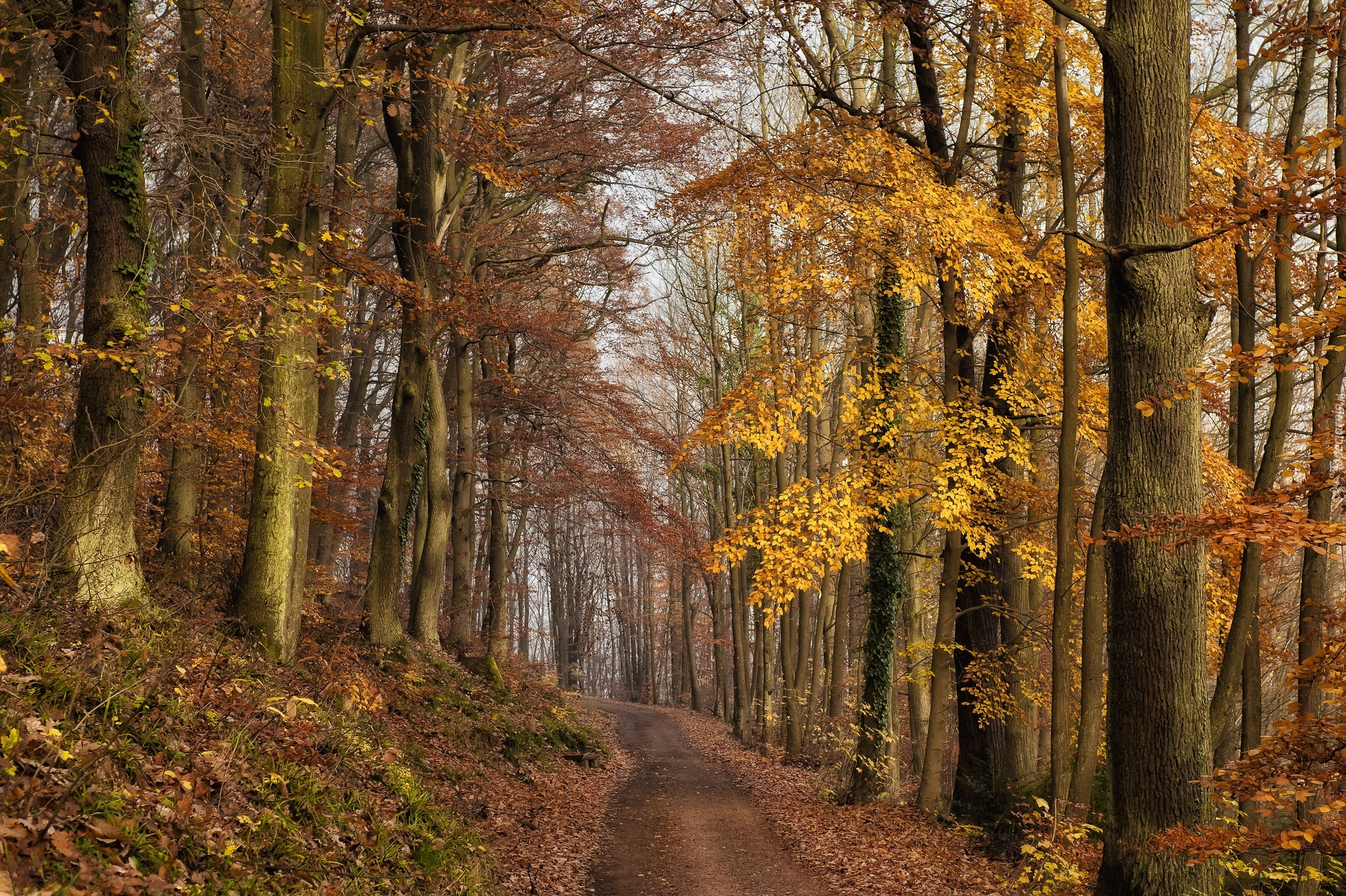 Las, Droga, Ścieżka, Drzewa, Liście, Jesień