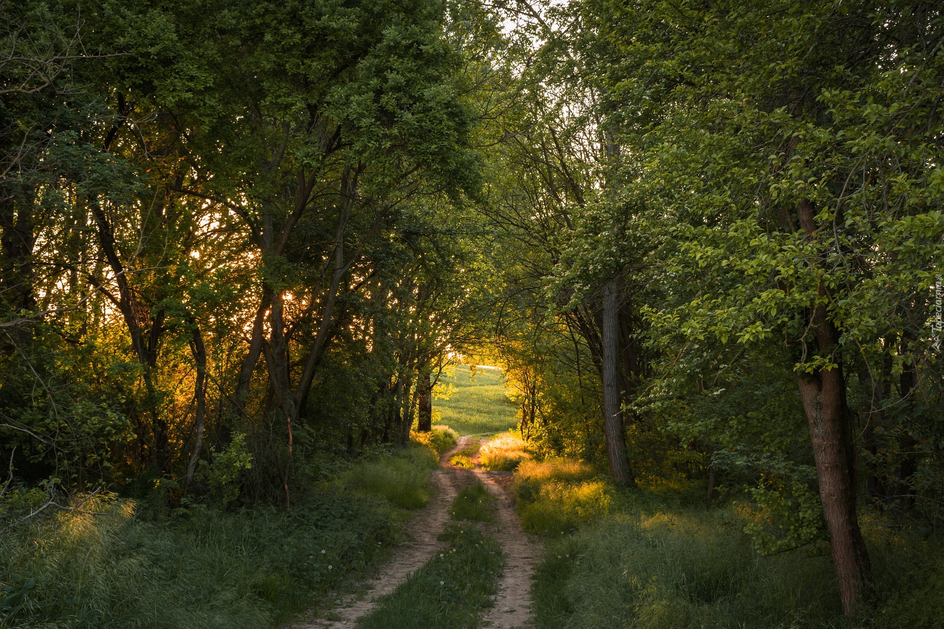 Las, Drzewa, Ścieżka, Pole, Zieleń, Lato