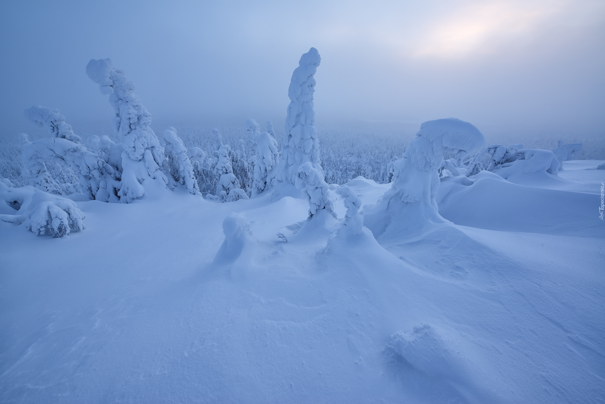 Zima, Finlandia, Laponia, Ośnieżone, Drzewa, Słońce