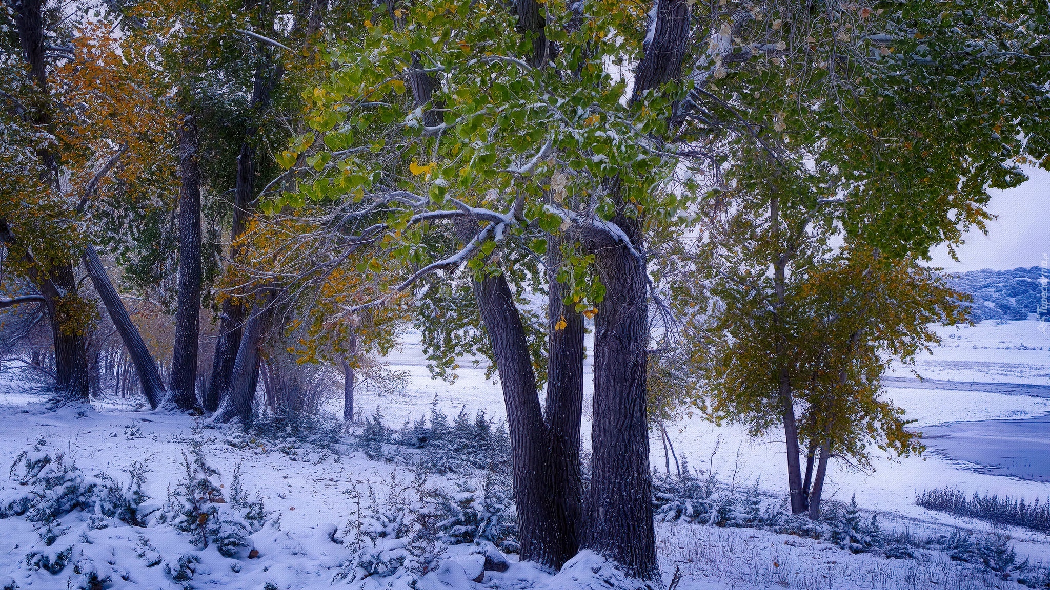 Zima, Śnieg, Drzewa, Zielone, Pożółkłe, Liście