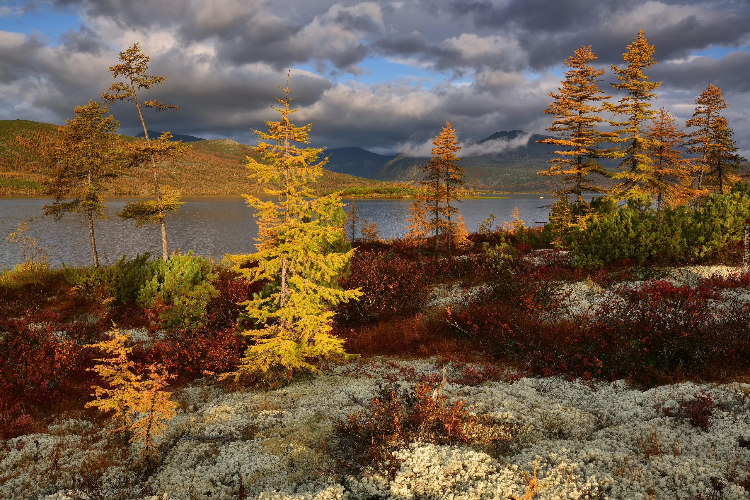 Jesień, Jezioro Jack London, Rośliny, Drzewa, Kolorowe, Chmury, Kołyma, Obwód magadański, Rosja