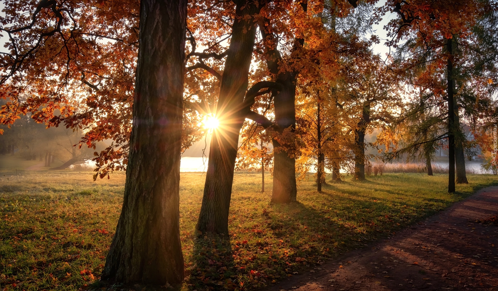 Jesień, Park, Promienie słońca, Staw, Drzewa, Carskie Sioło, Petersburg, Rosja