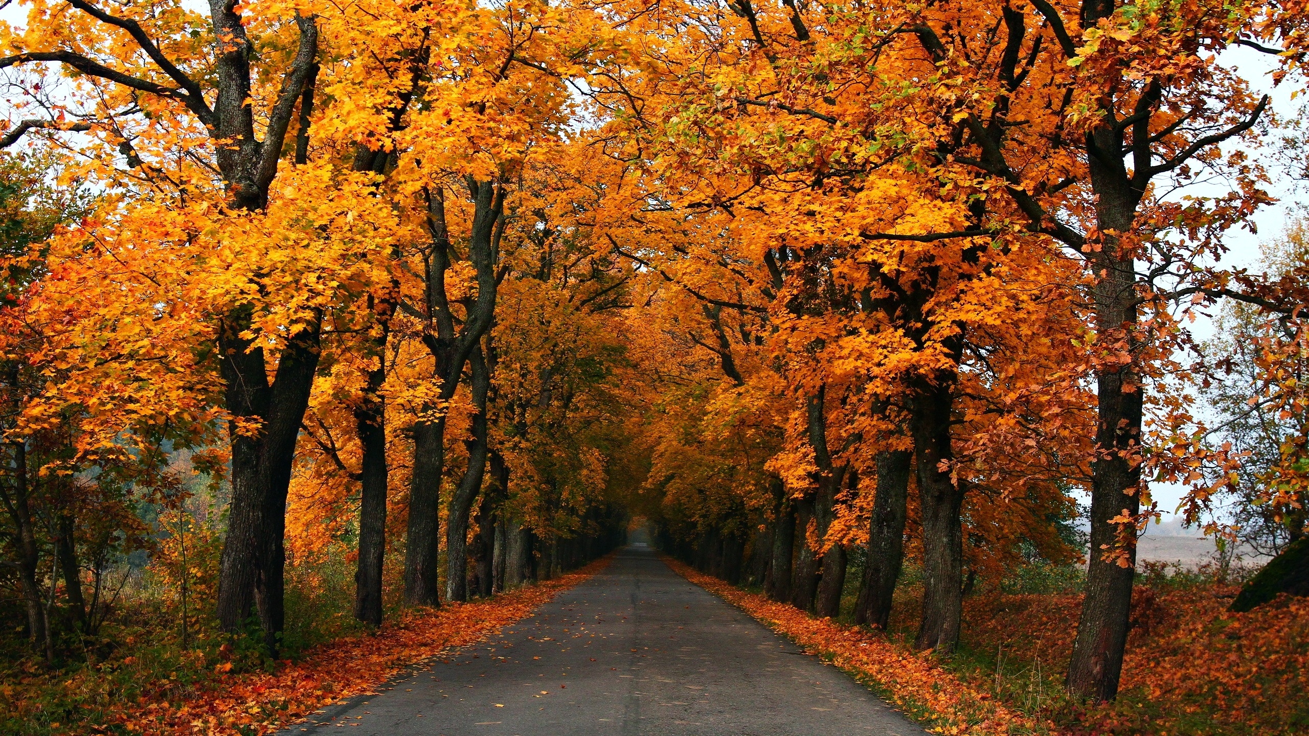 Jesień, Drzewa, Droga, Pożółkłe, Liście