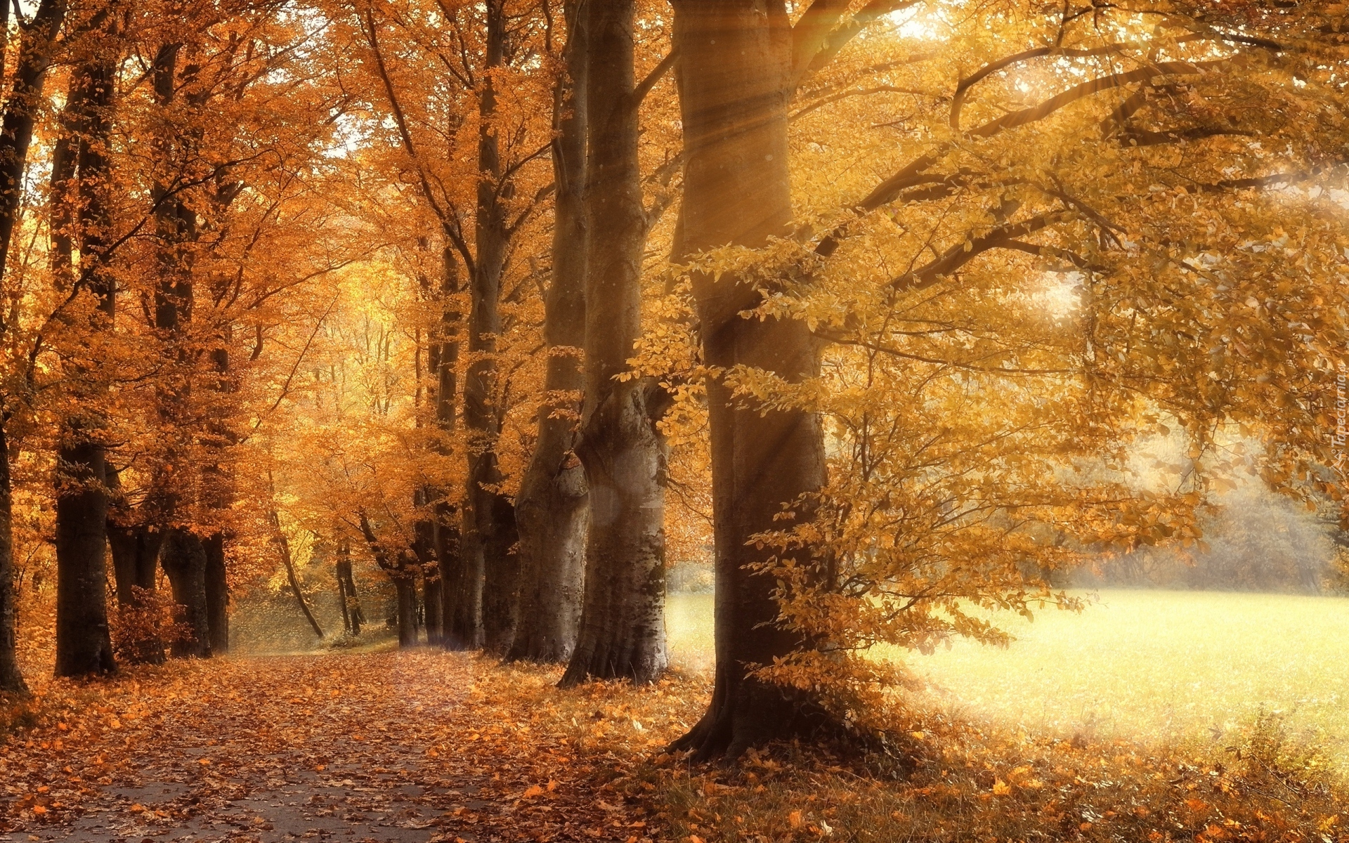 Jesień, Drzewa, Droga, Pożółkłe, Liście, Światło, Słoneczne