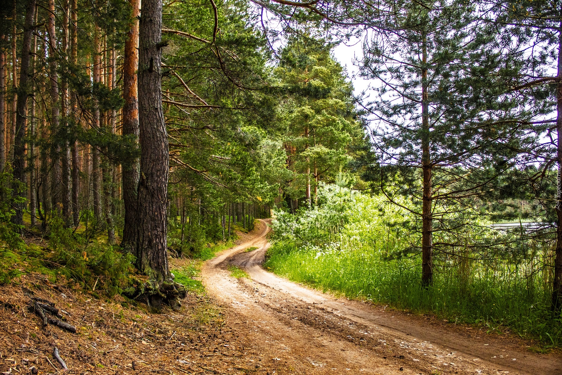 Las, Drzewa, Ścieżka, Trawa, Zieleń