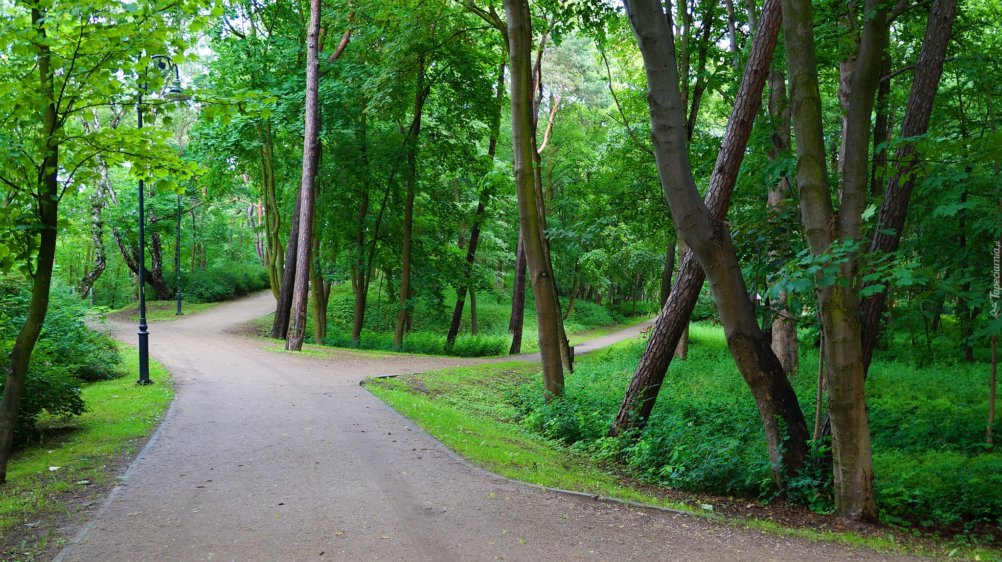 Park, Alejka, Drzewa, Zieleń