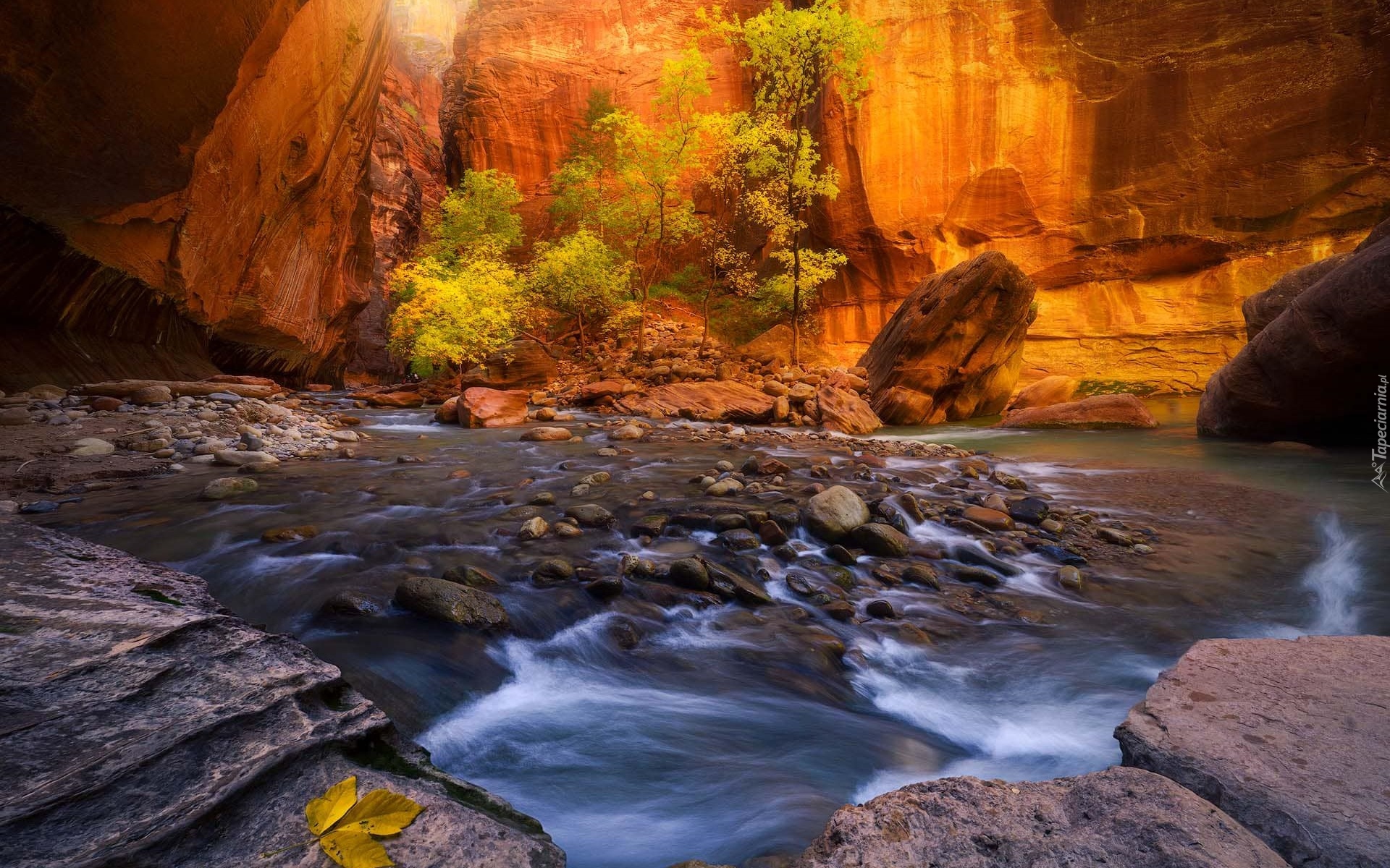 Park Narodowy Zion, Kanion Zion Narrows, Skały, Kamienie, Rzeka, Virgin River, Drzewa, Stan Utah, Stany Zjednoczone