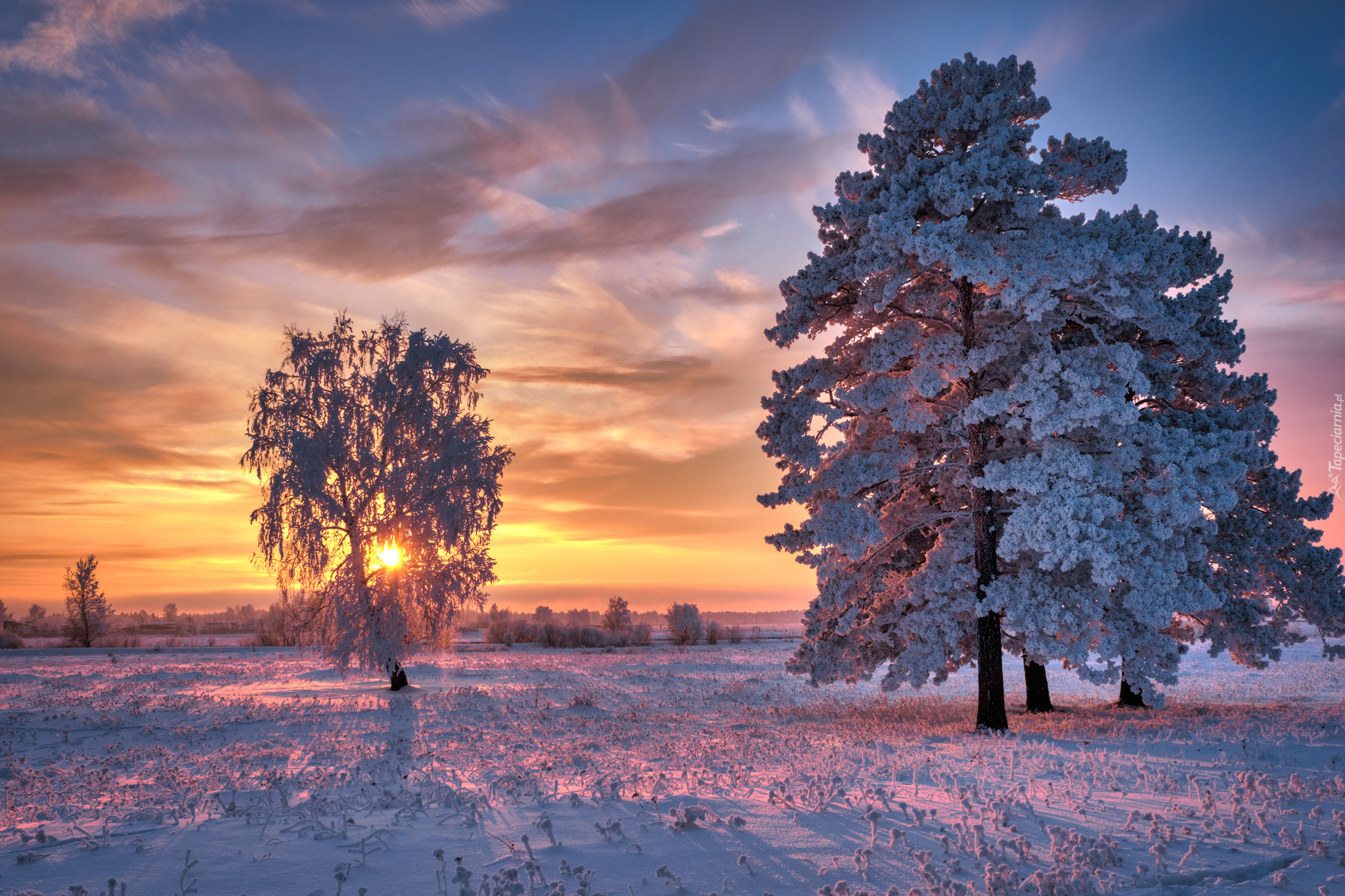 Ośnieżone, Drzewa, Trawa, Wschód słońca