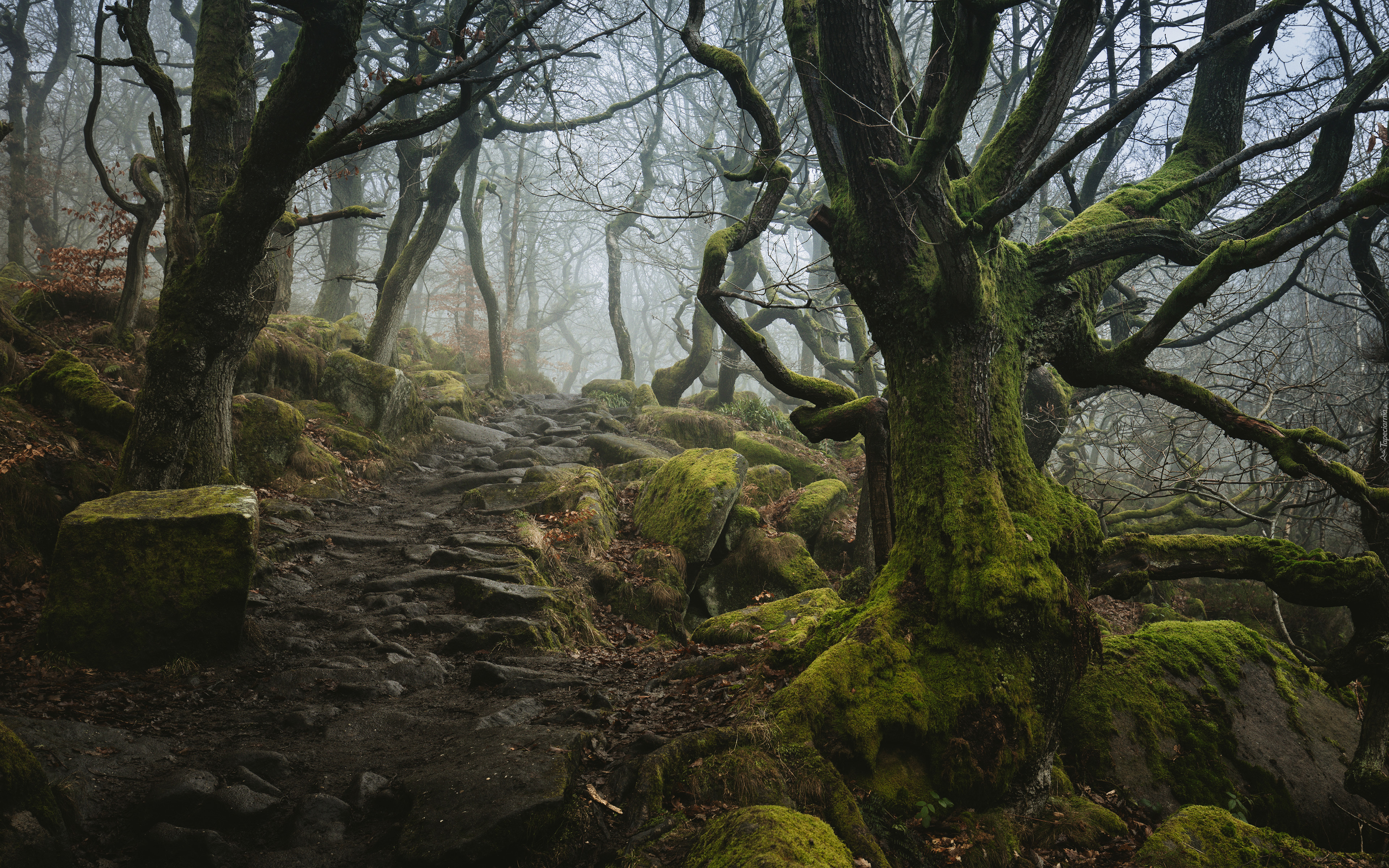 Anglia, Dolina Padley Gorge, Las, Drzewa, Kamienie