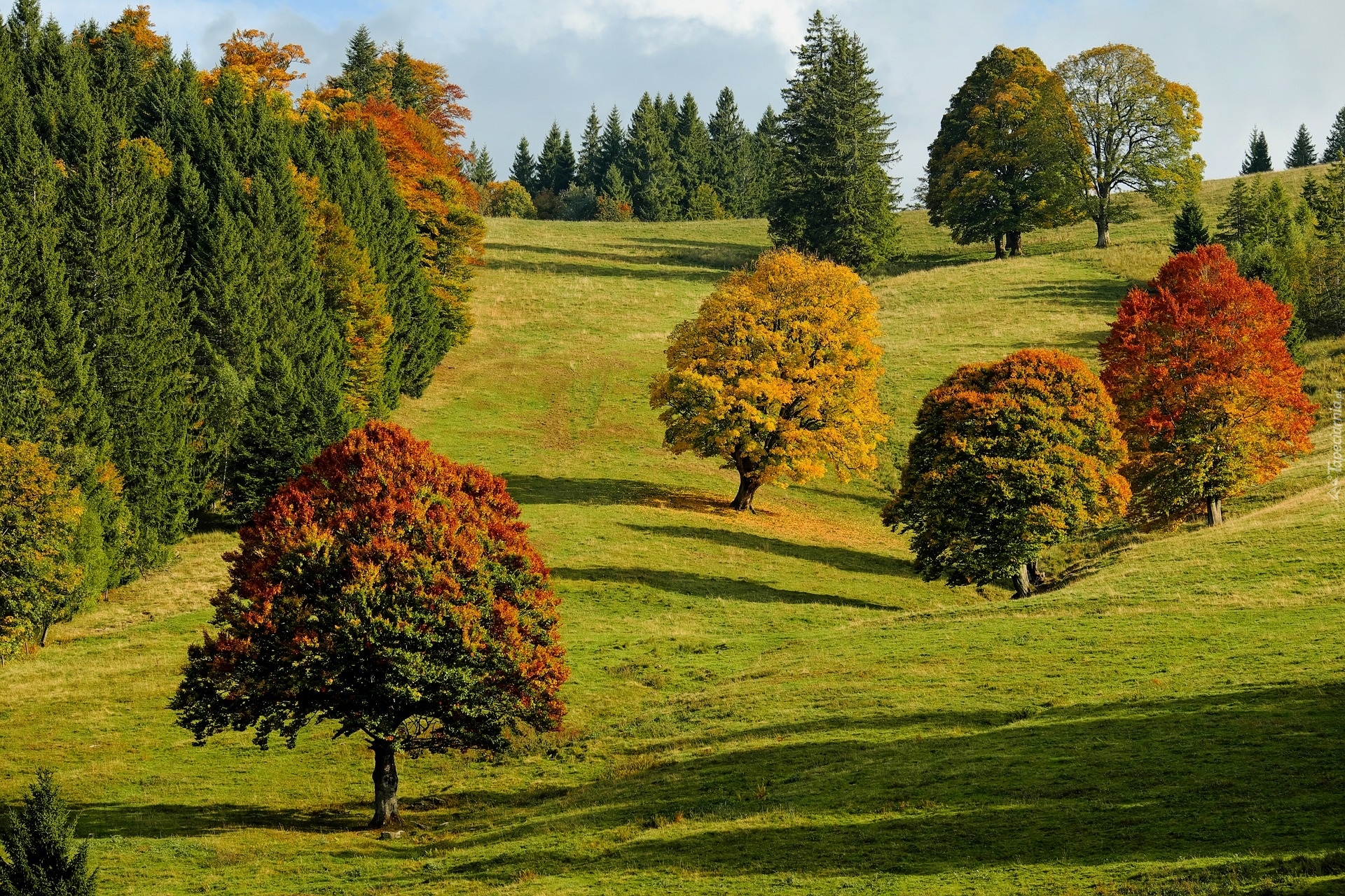 Jesień, Kolorowe, Drzewa, Wzgórze