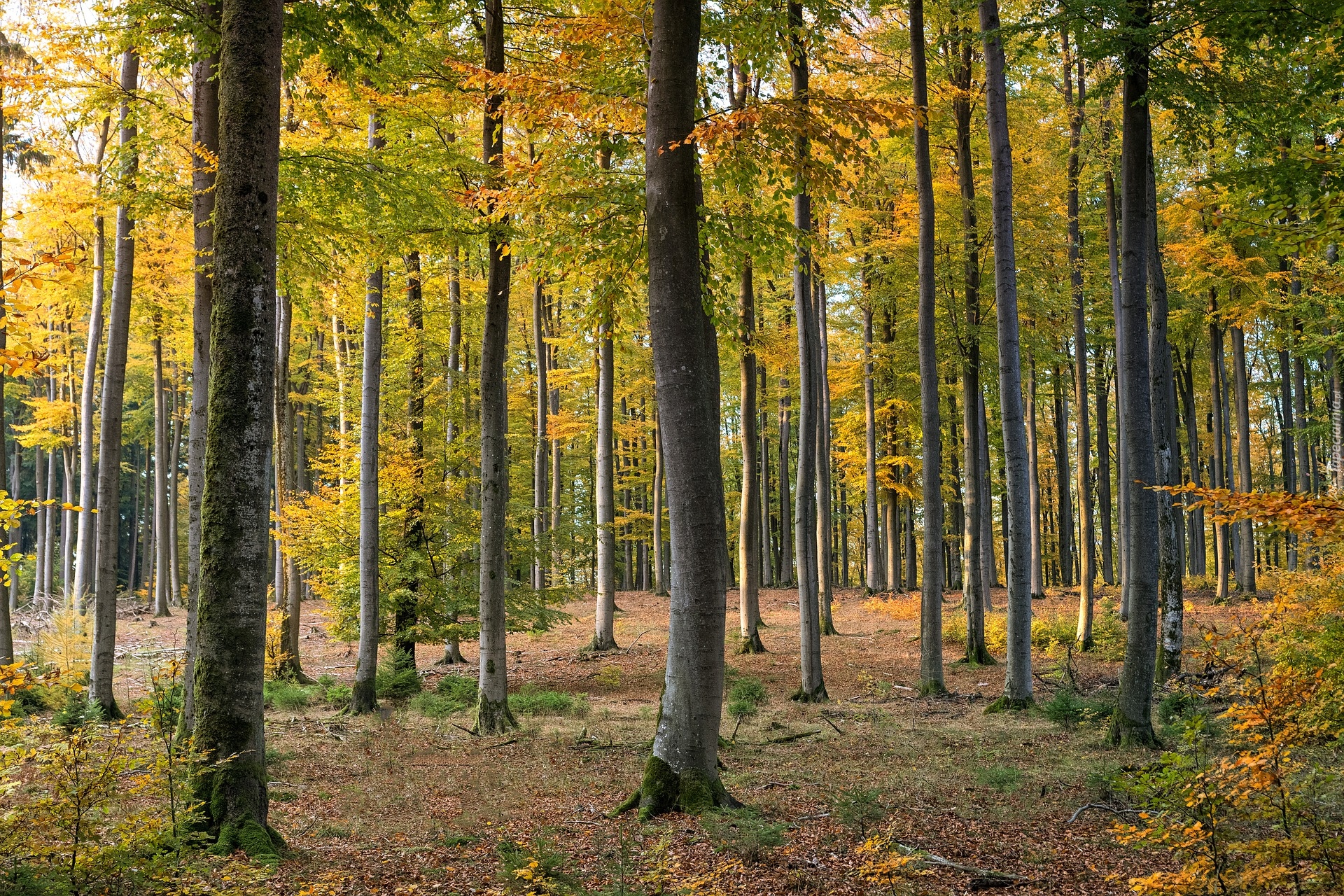 Drzewa, Liście, Las, Jesień